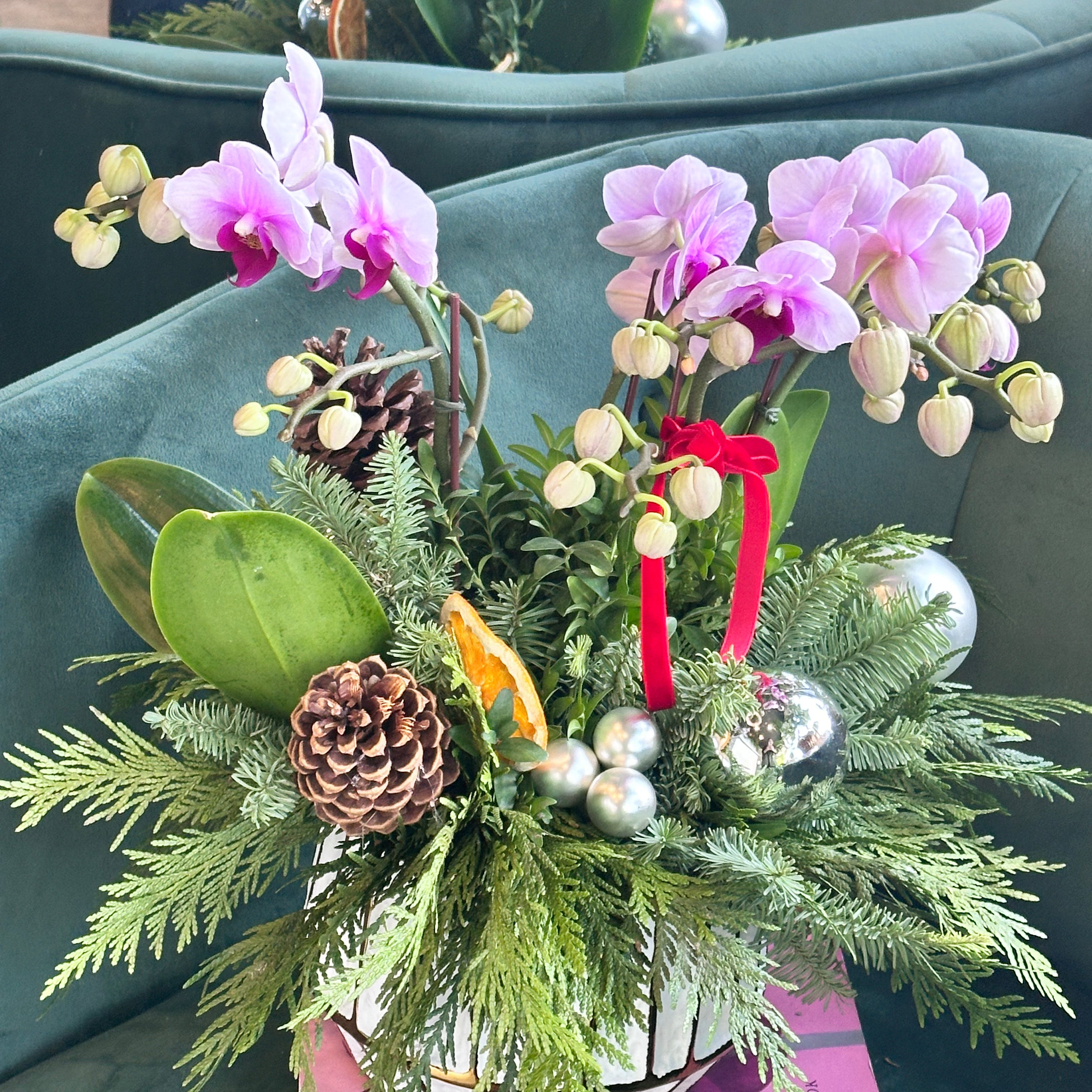 Holiday Orchids