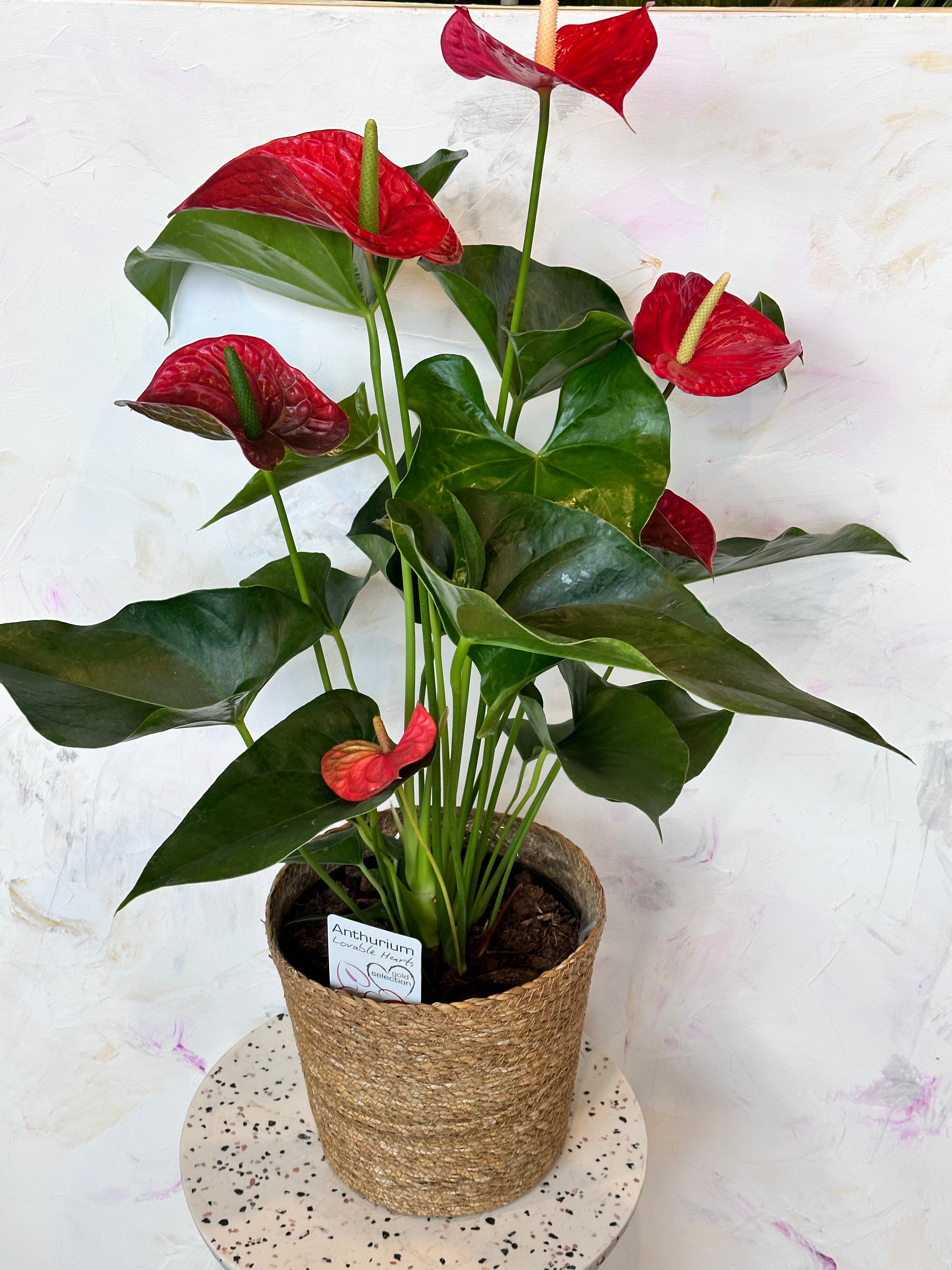 anthurium lovable hearts Large Sympathy Anthurium | Flower Delivery Toronto | Flower Shop Toronto