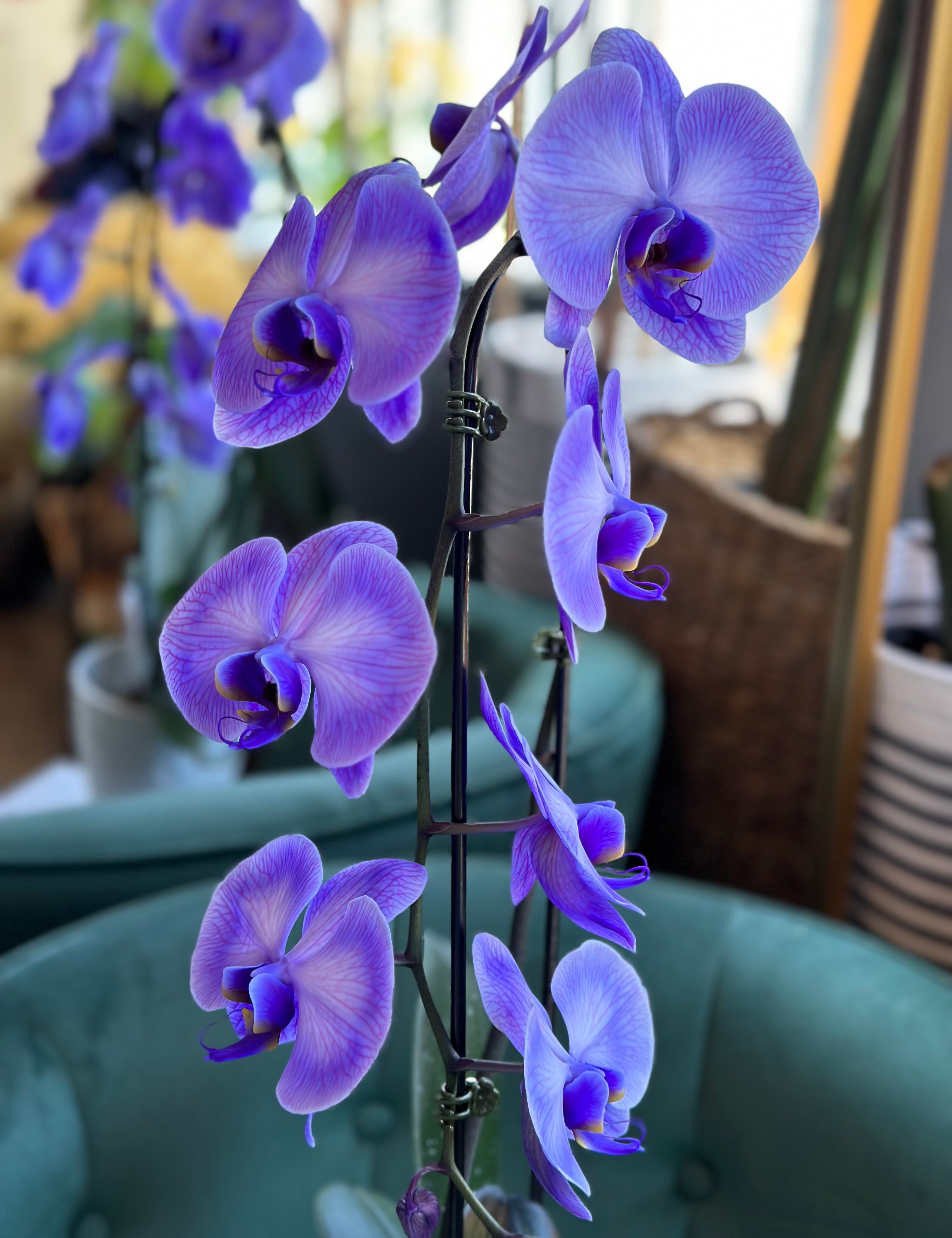 Blue Orchid