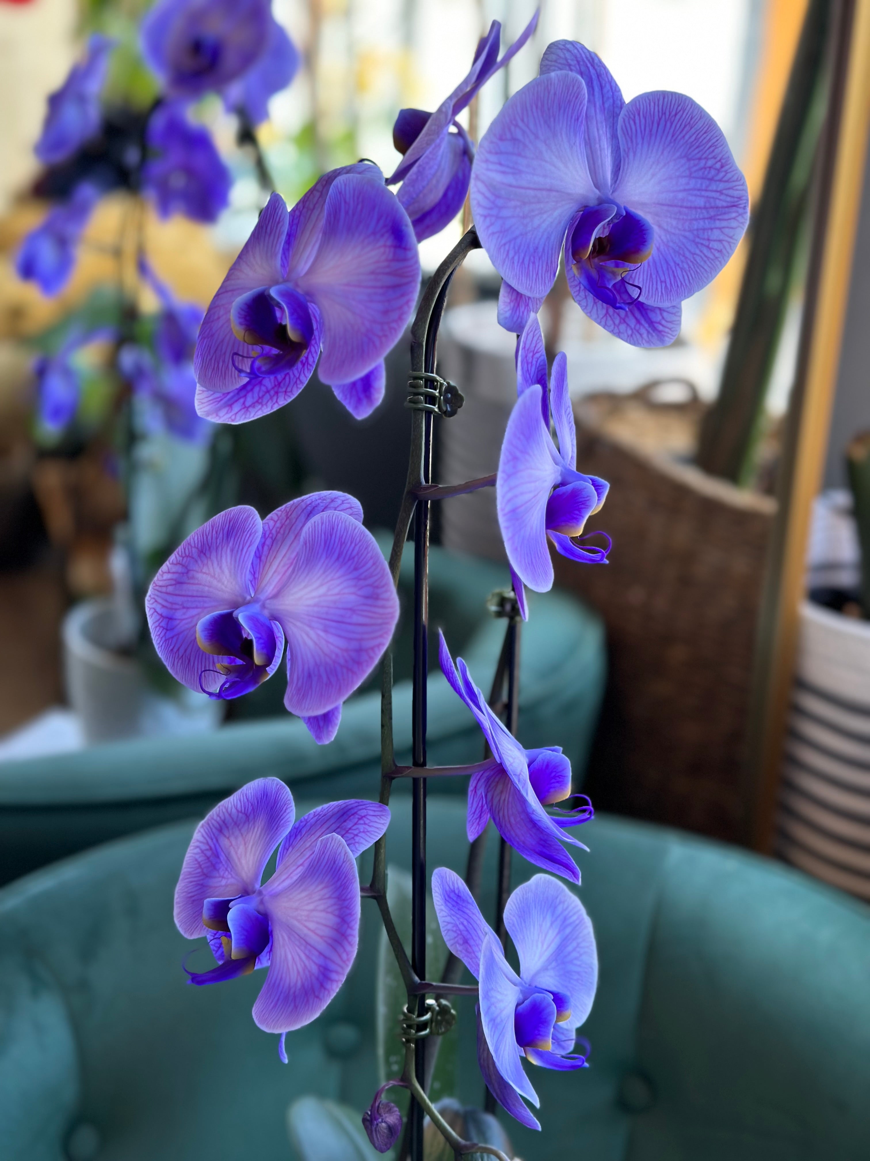 Blue Orchid