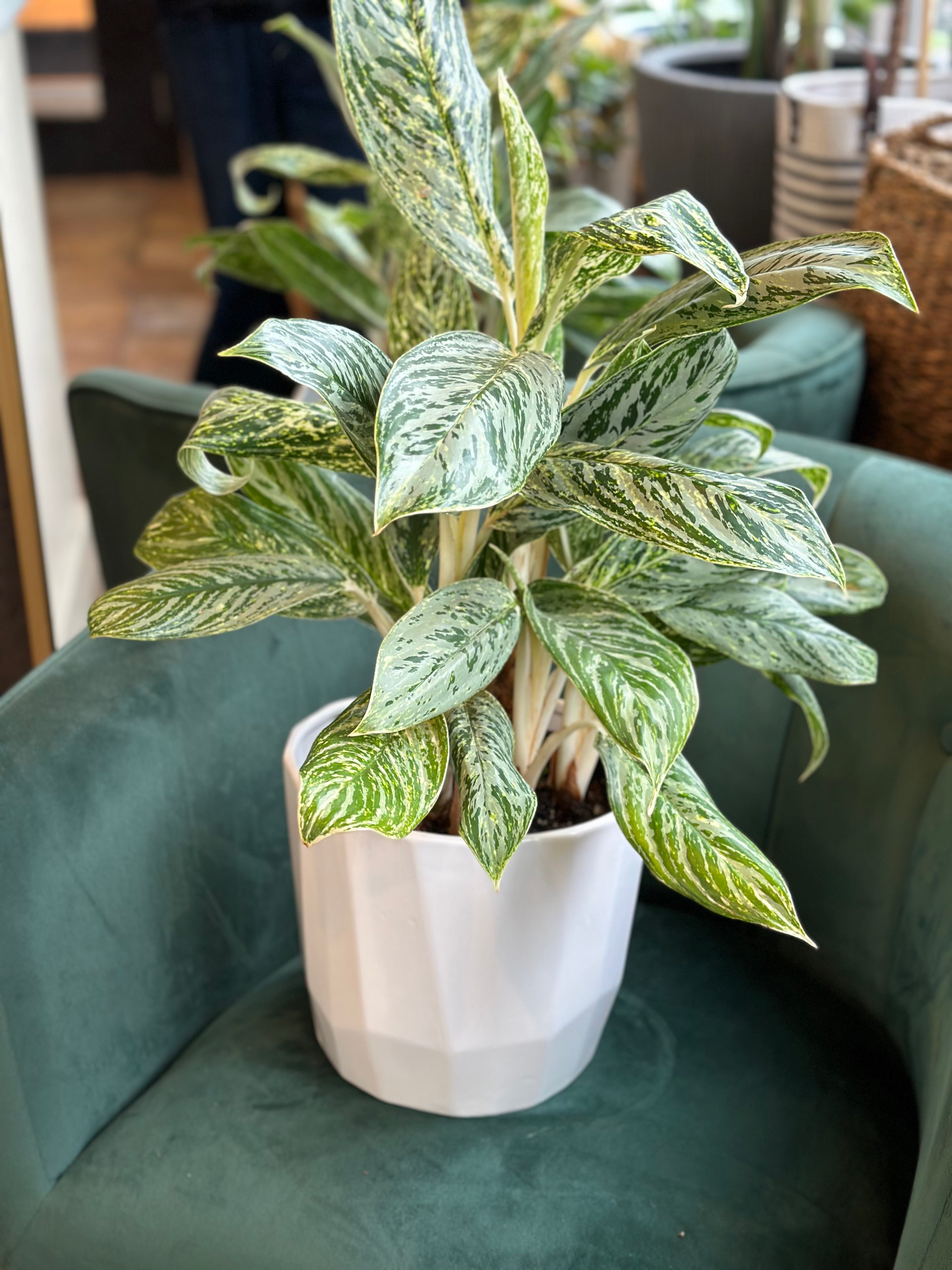 中国万年青 (Aglaonema)