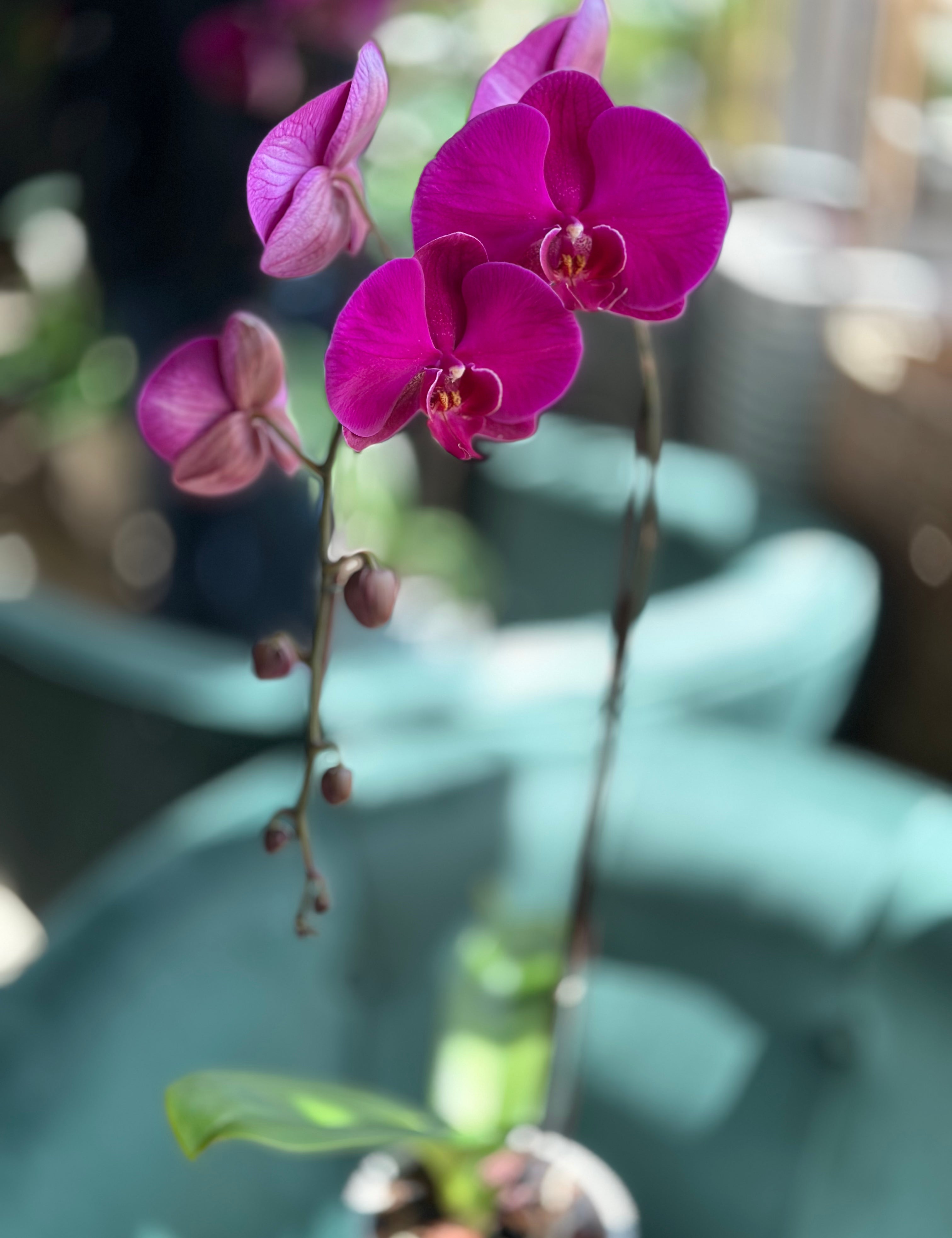 single Orchids