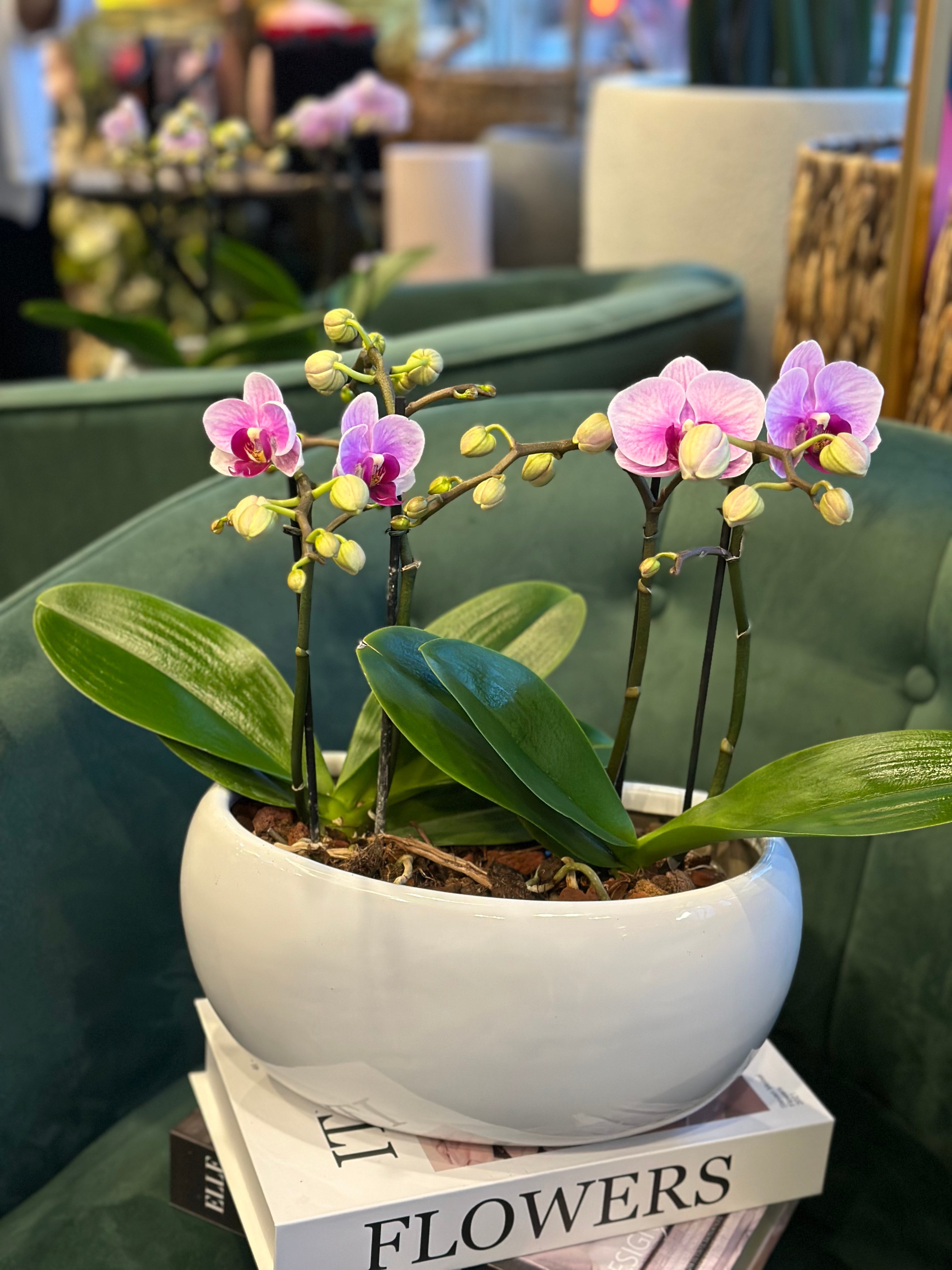 Mini Orchids in boat pot