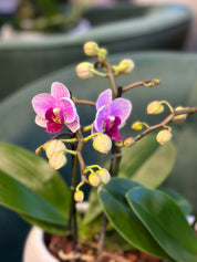 Mini Orchids in boat pot