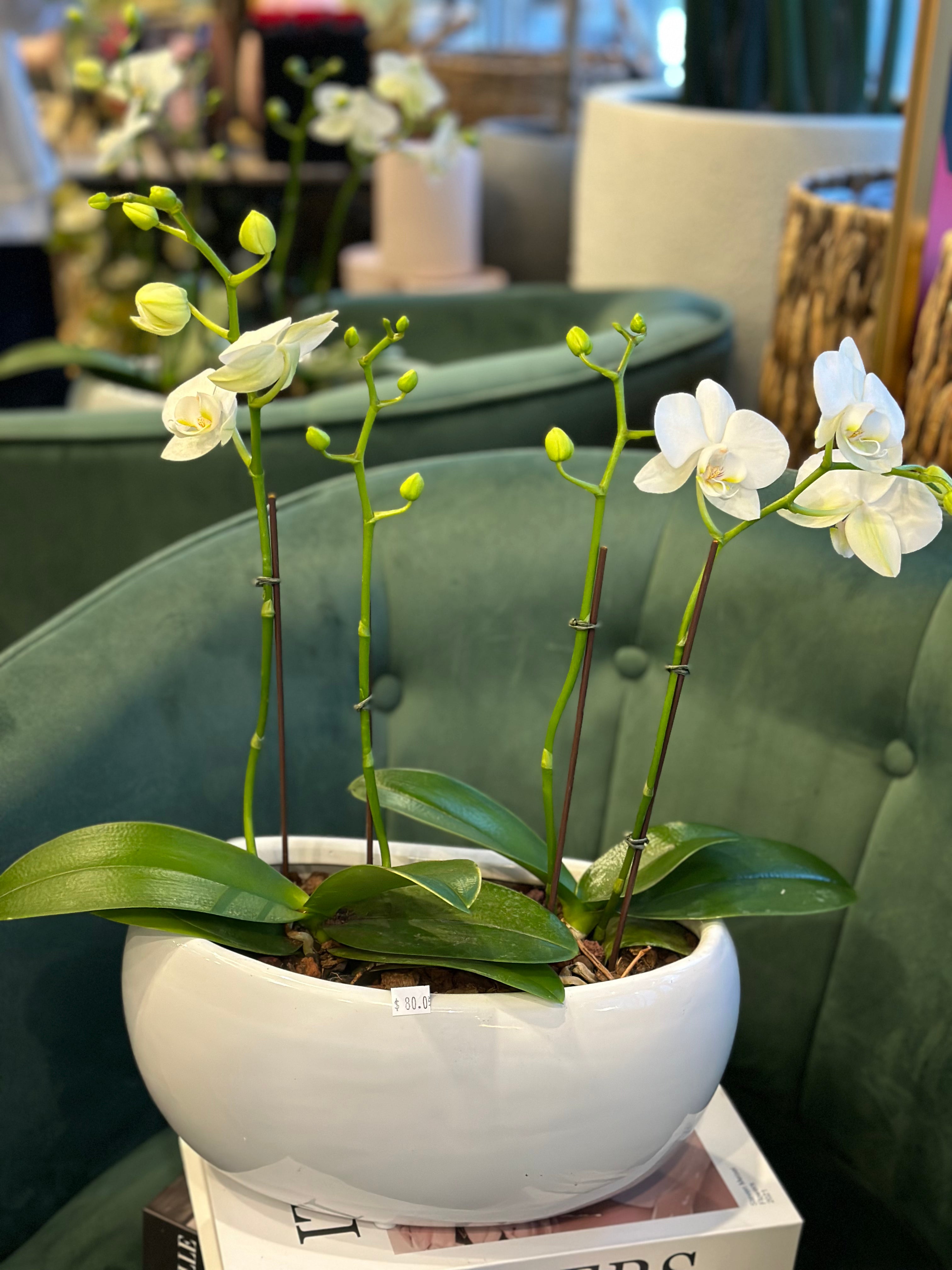 Mini Orchids in boat pot