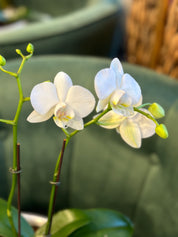 Mini Orchids in boat pot