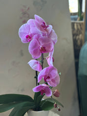 Blue Orchid