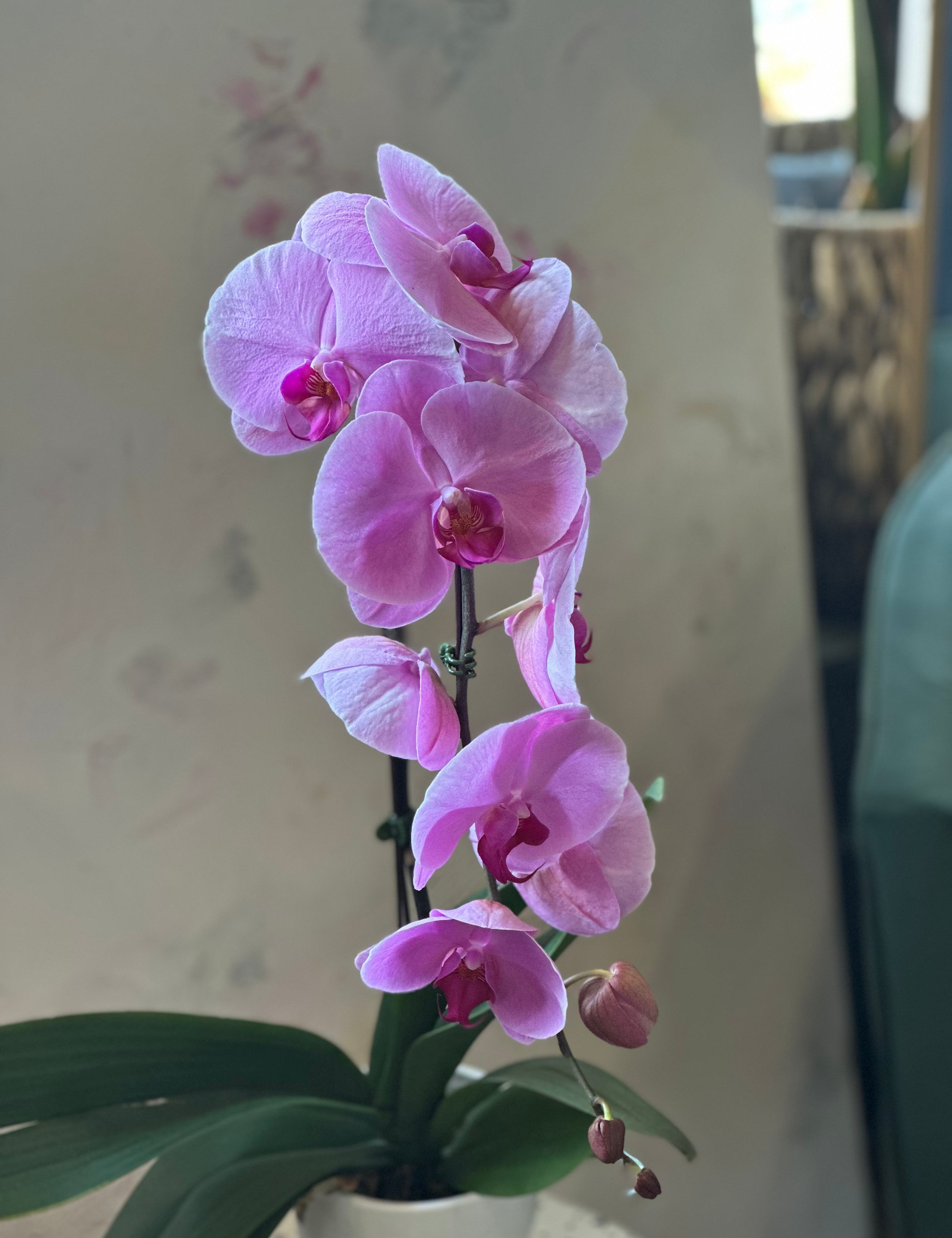 Blue Orchid