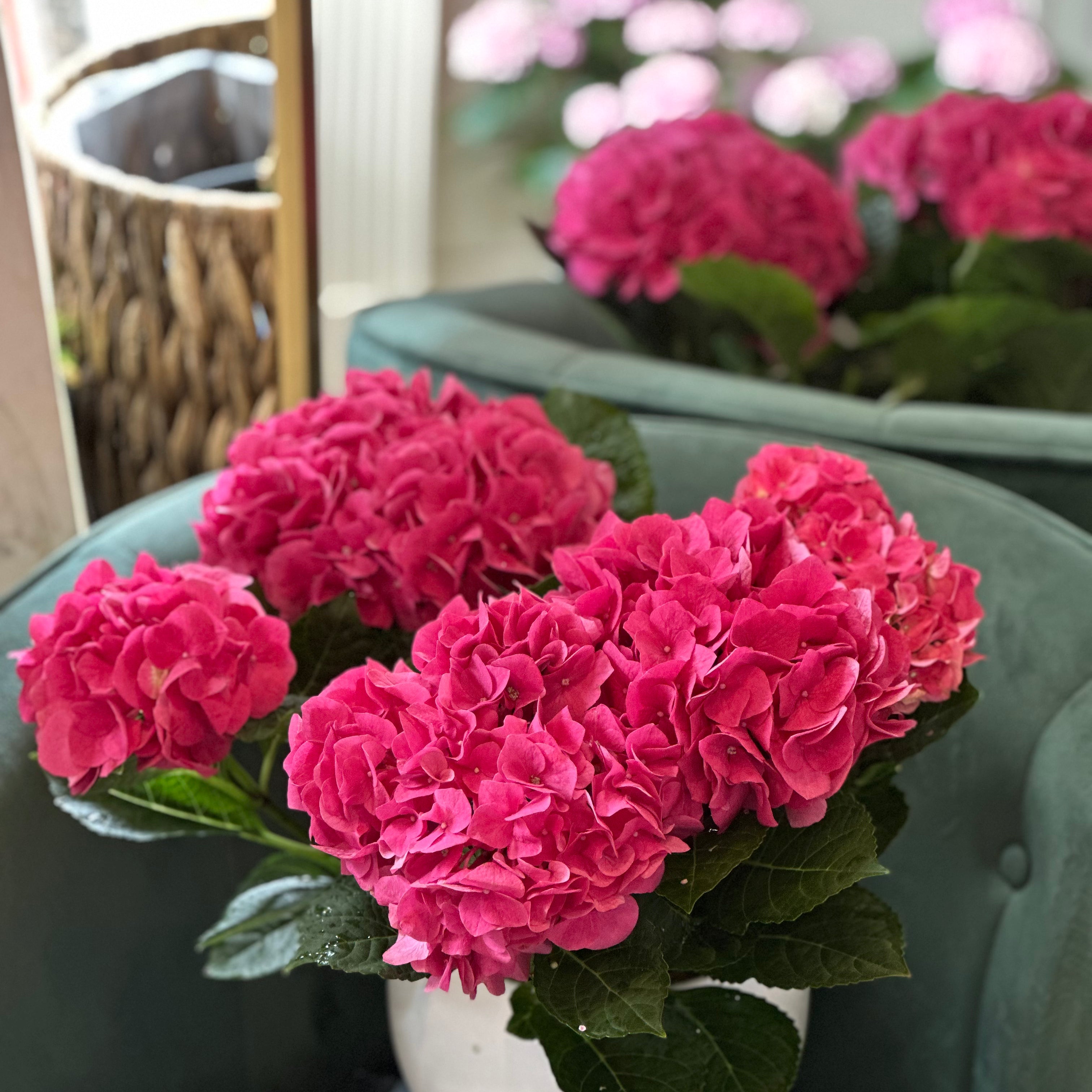 • Indoor hydrangea plant with lush flowering blooms