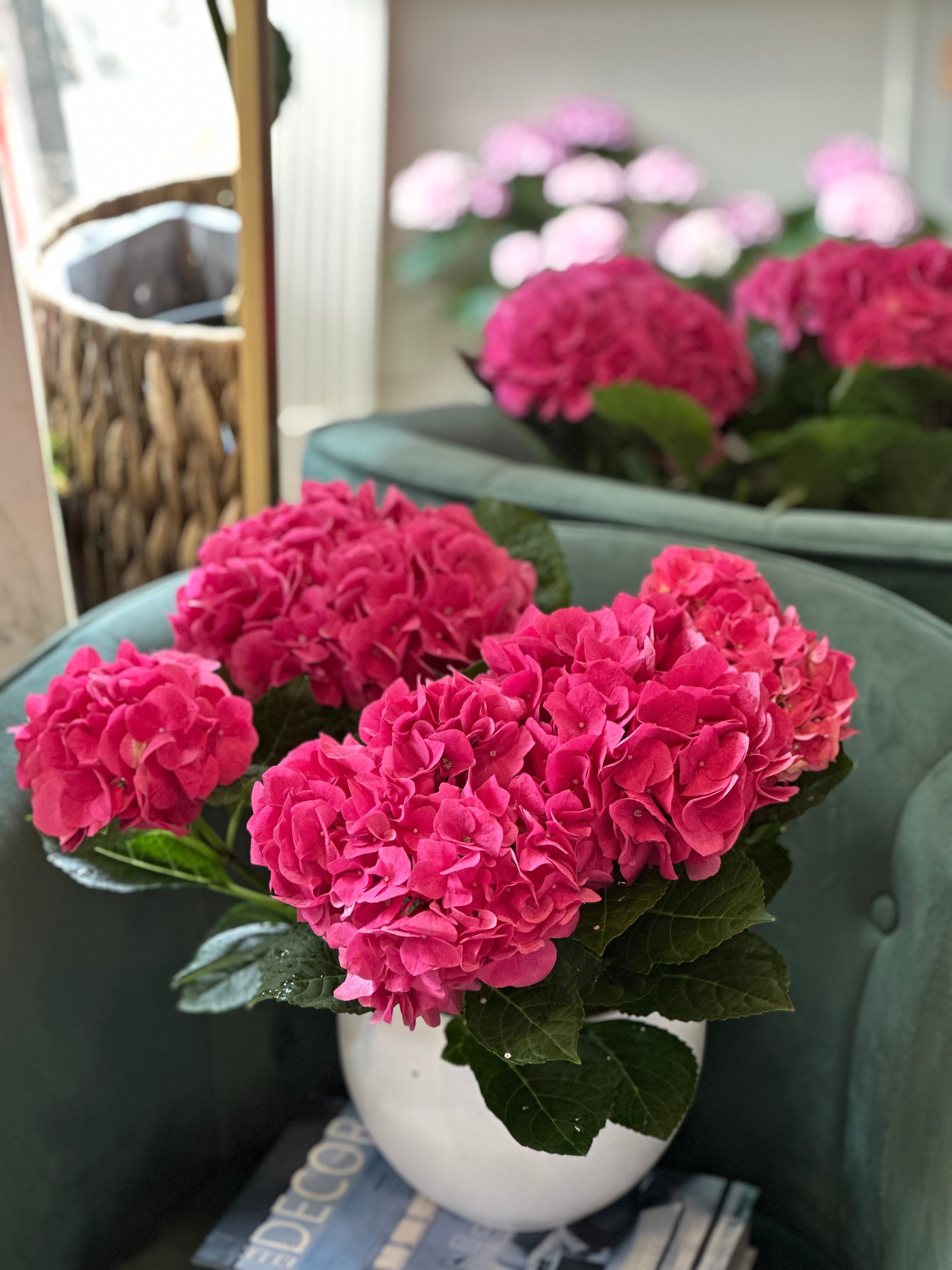 • Indoor hydrangea plant with lush flowering blooms