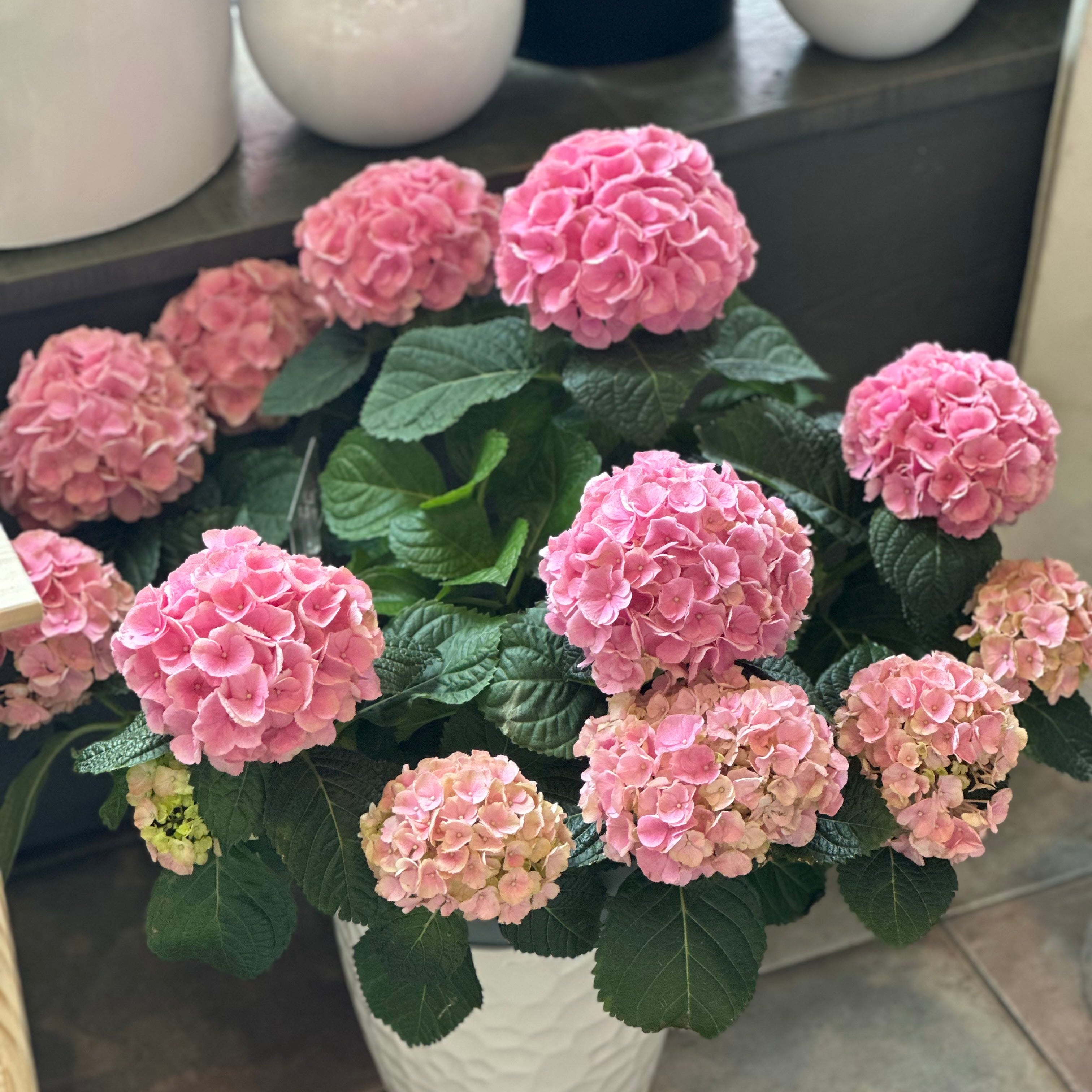 Hydrangea gift plant available in blush pink, blue and green