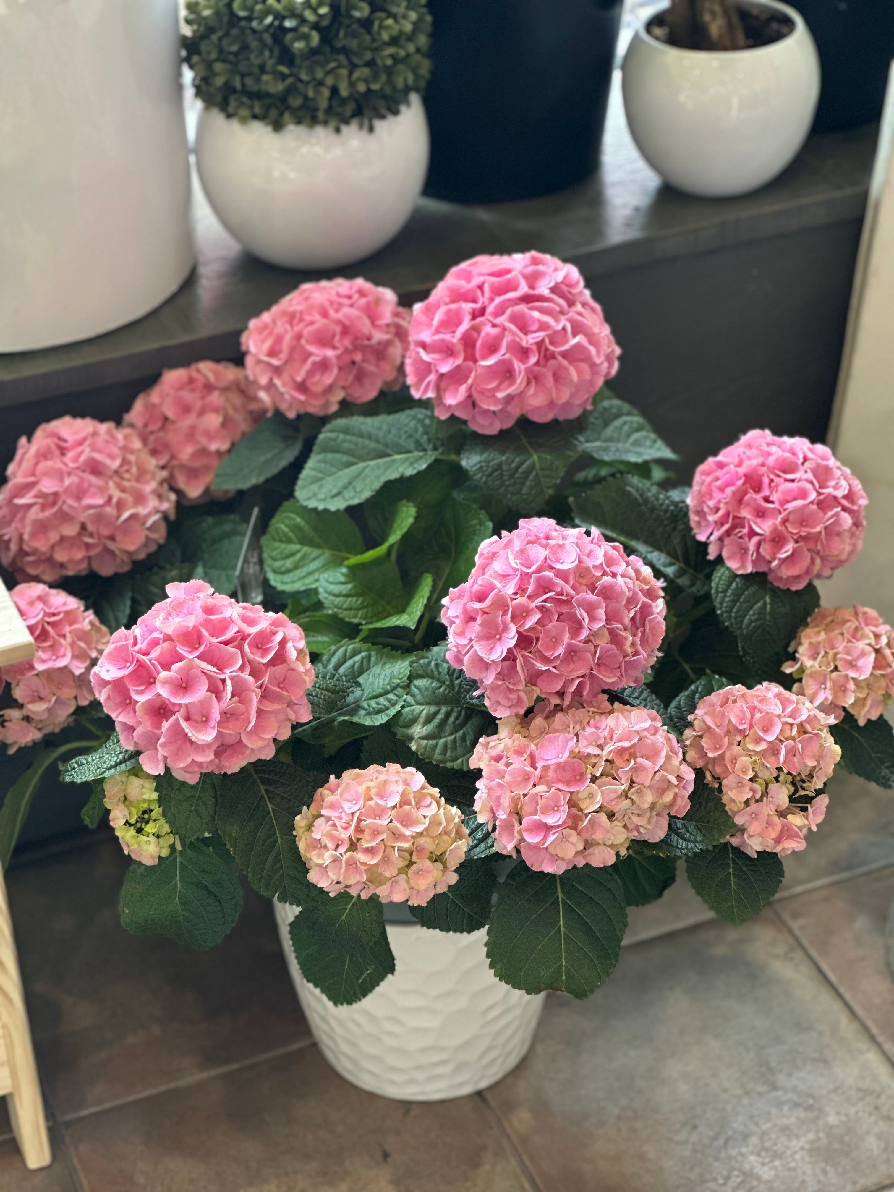 Hydrangea gift plant available in blush pink, blue and green