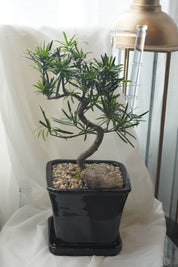 Indoor juniper bonsai with natural rock detail, bonsai gift Toronto