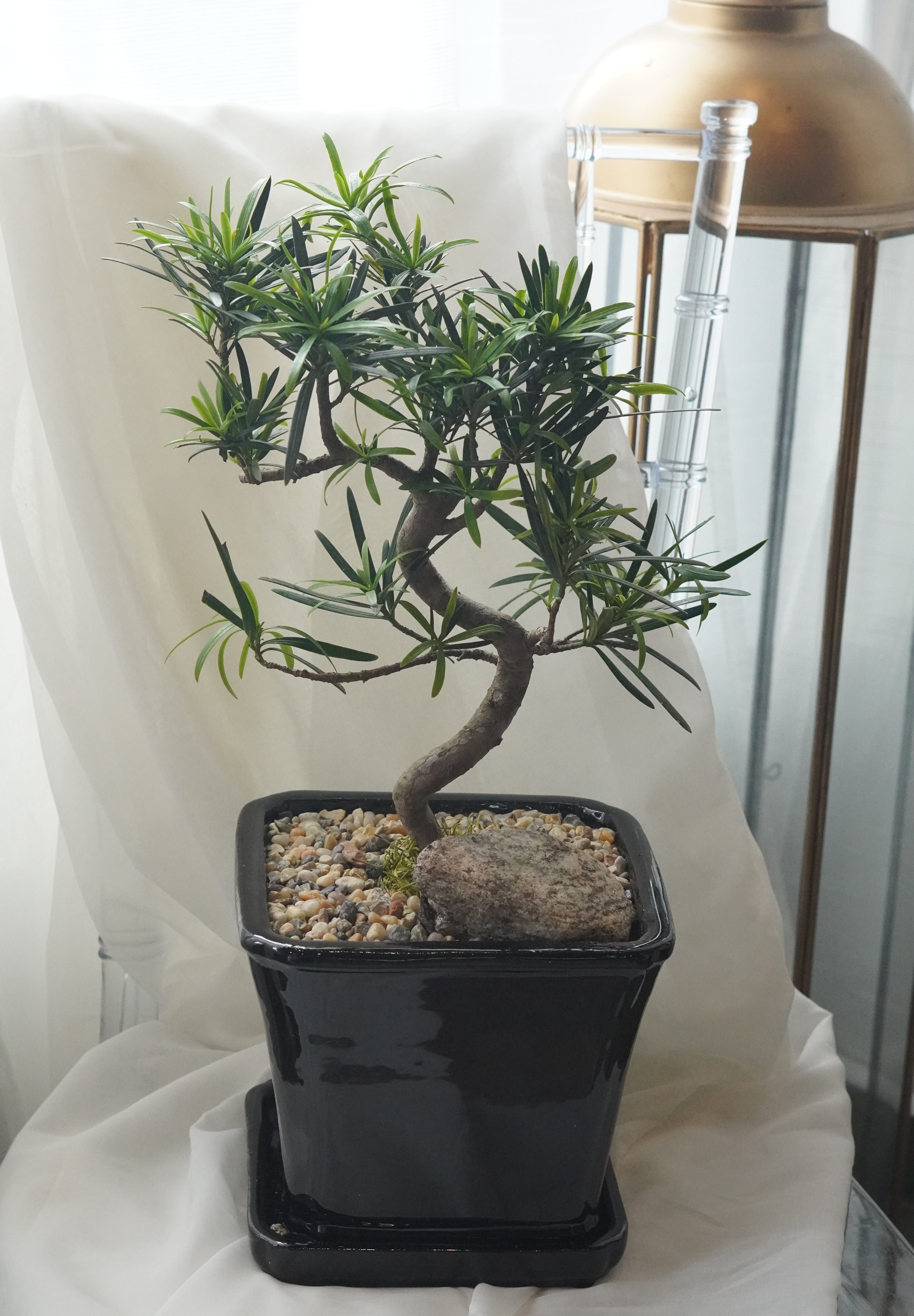 Indoor juniper bonsai with natural rock detail, bonsai gift Toronto
