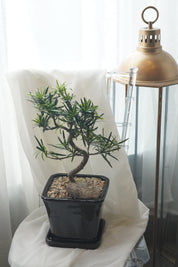 Juniper bonsai tree in ceramic pot with decorative stones, indoor plant Toronto