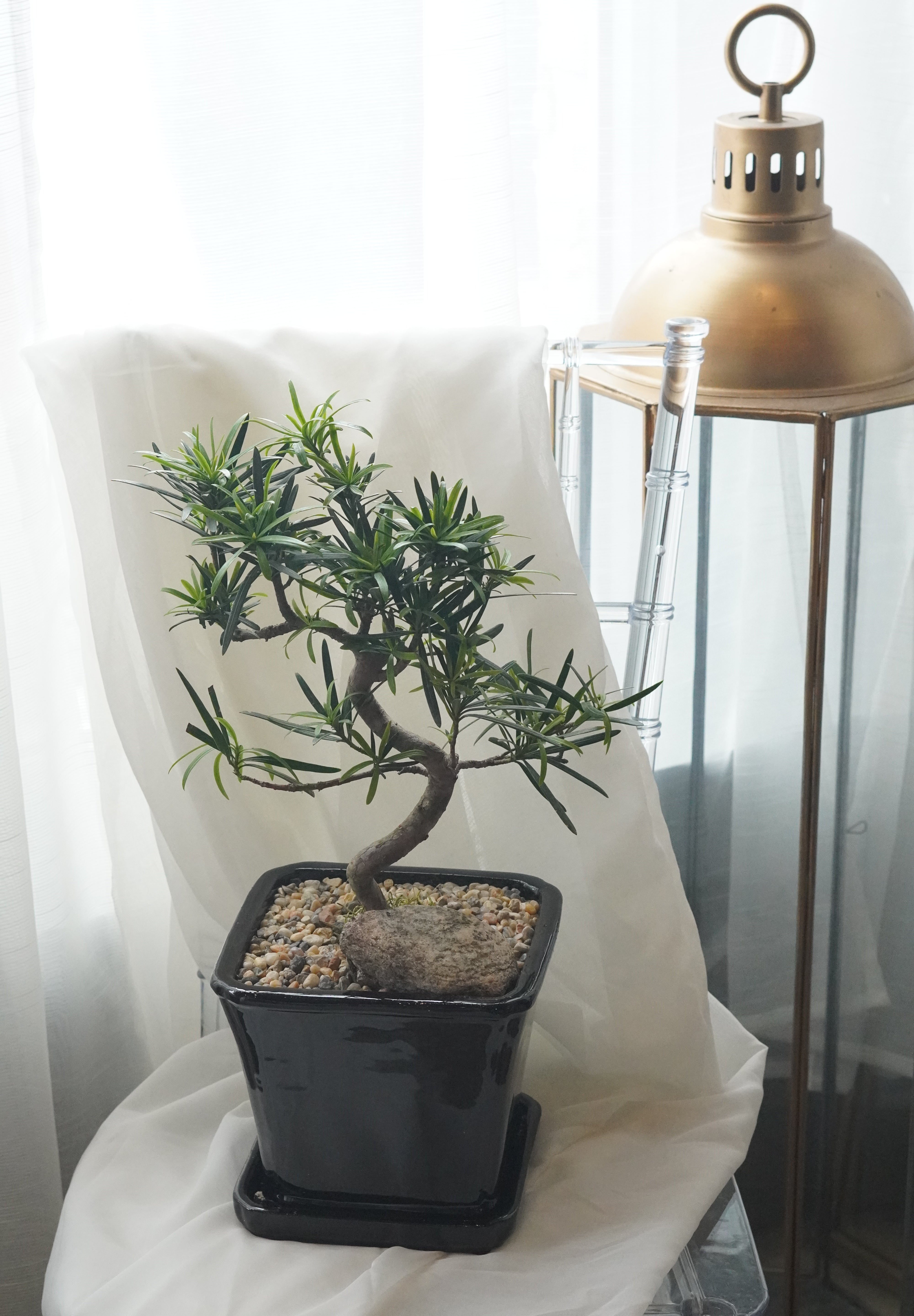 Juniper bonsai tree in ceramic pot with decorative stones, indoor plant Toronto