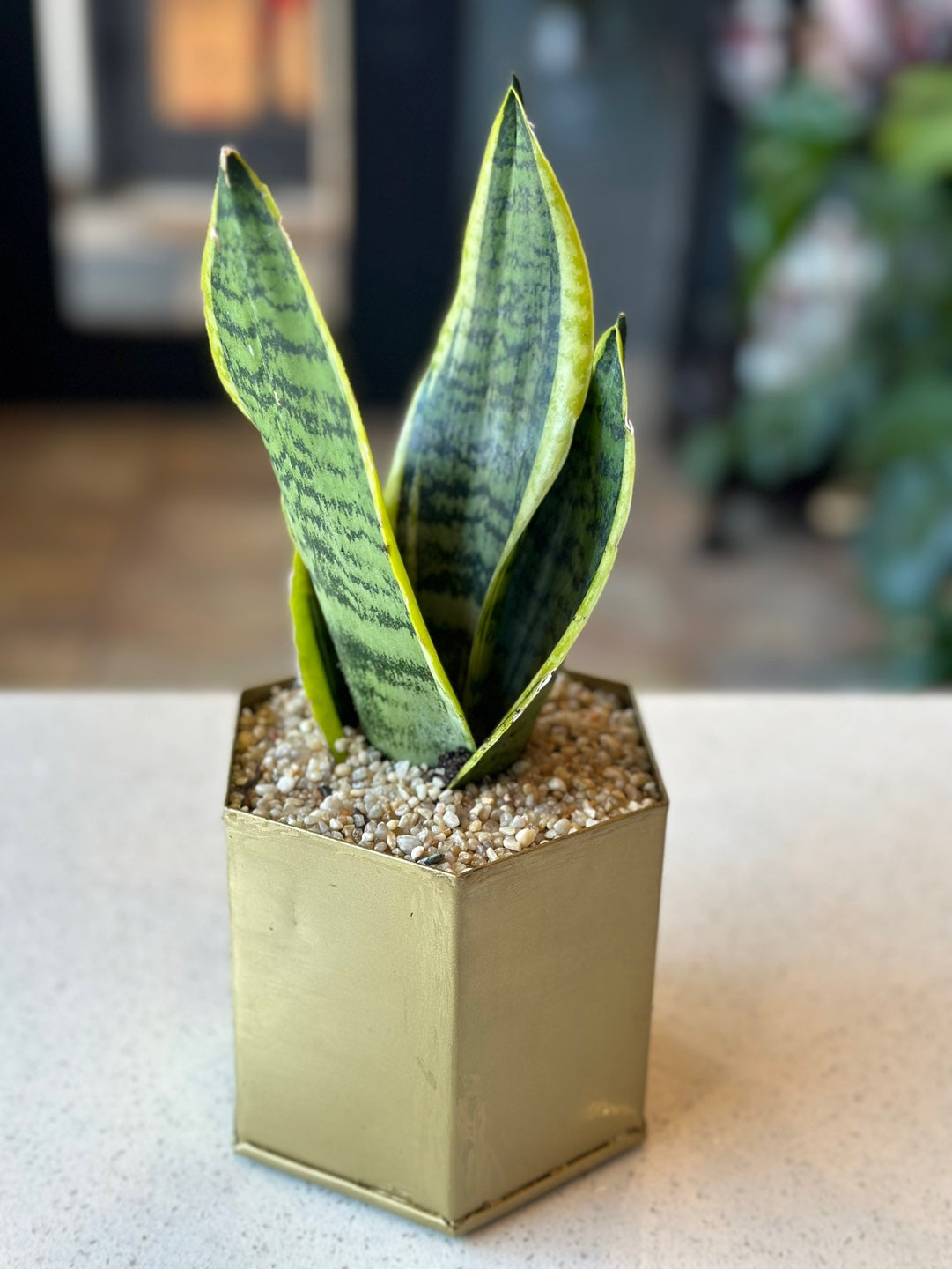 sansevieria toronto Sansevieria | Flower Delivery Toronto | Flower Shop Toronto
