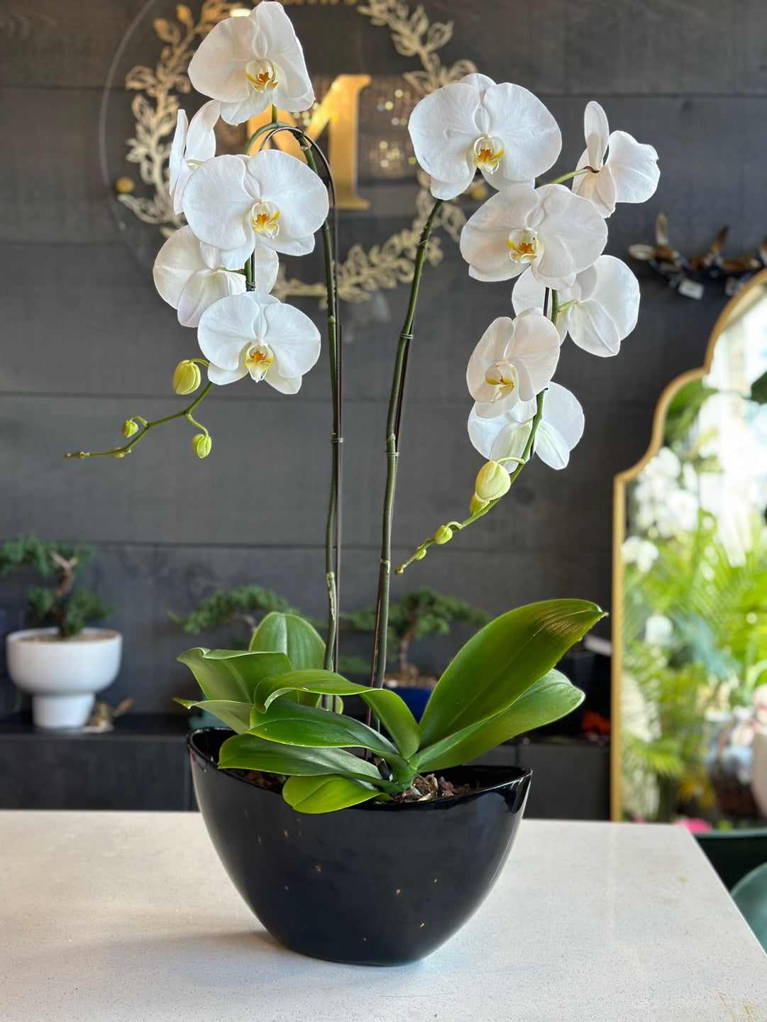 White orchids in a black boat