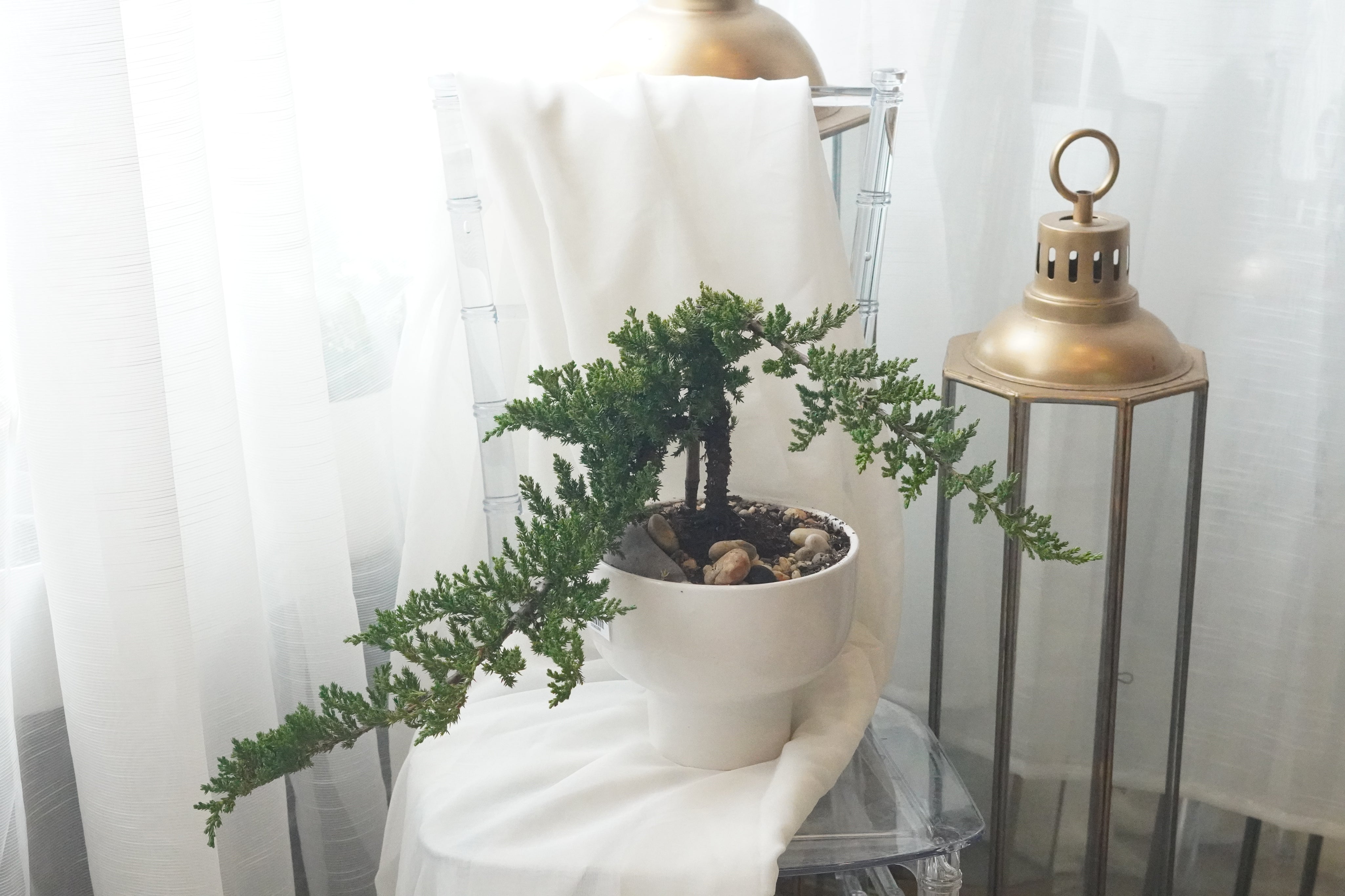 Large Juniper Bonsai tree in a white ceramic pot, featuring an elegant windswept silhouette. Available for same-day plant delivery in Toronto, Oakville, and the GTA