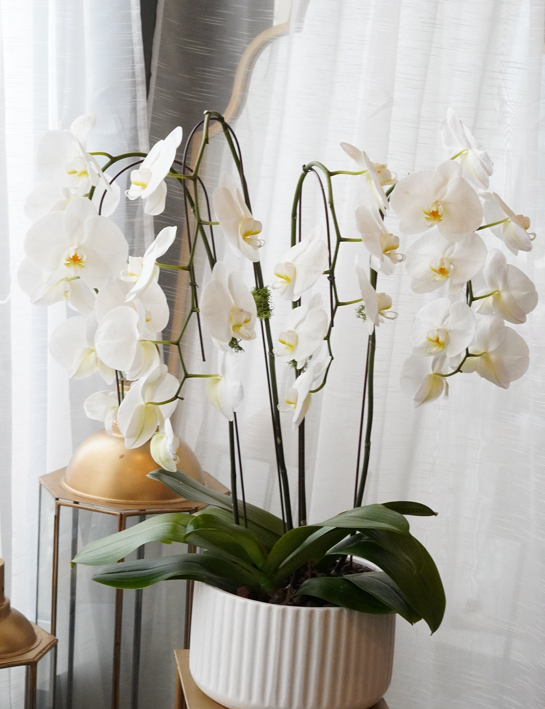 Large_Orchid_1.jpg