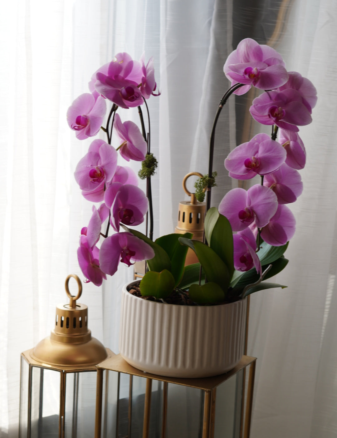 Large_Orchid_2.jpg