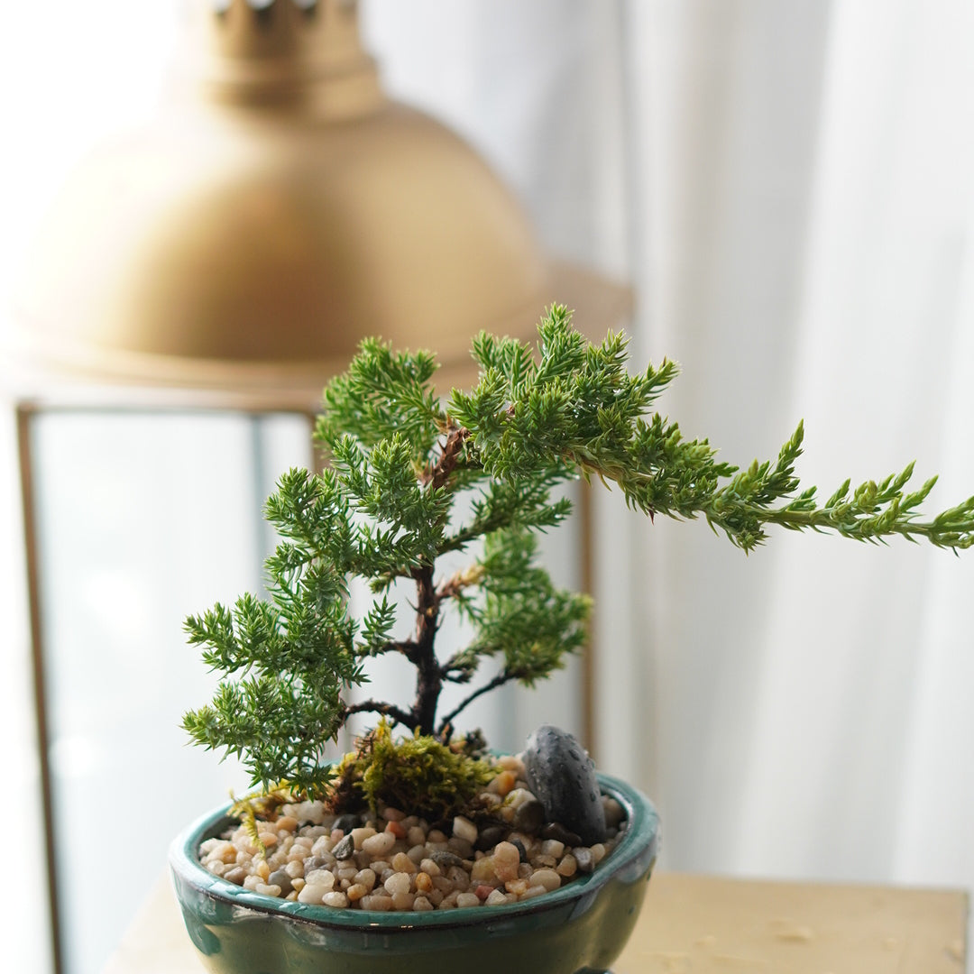 Small potted plant on a wooden surface with a blurred background