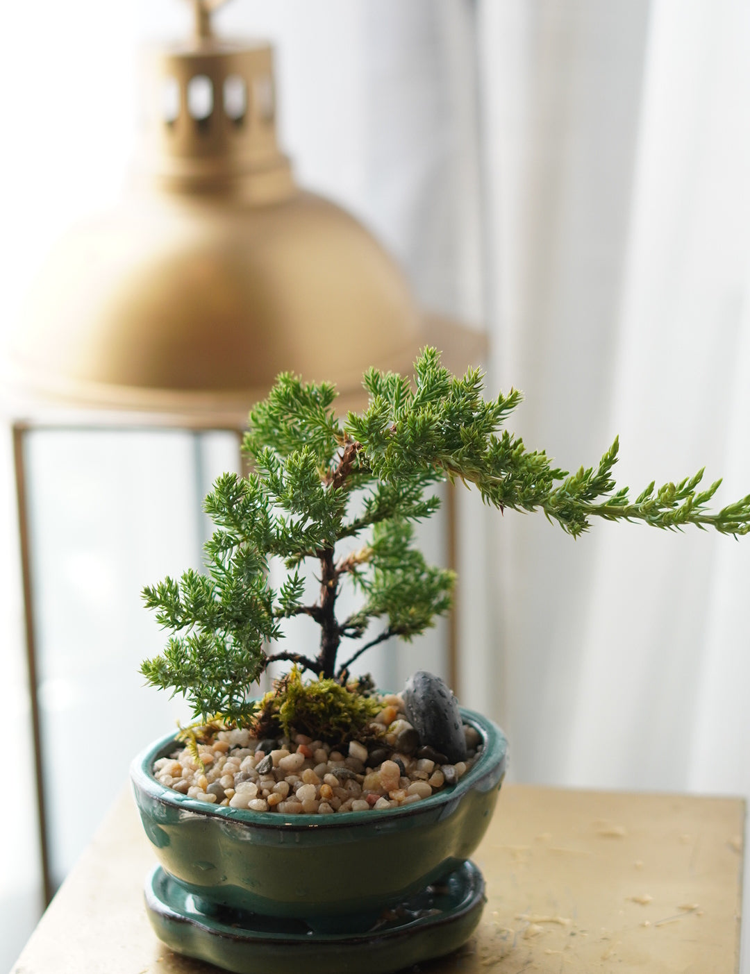 Mini_Bonsai1.jpg