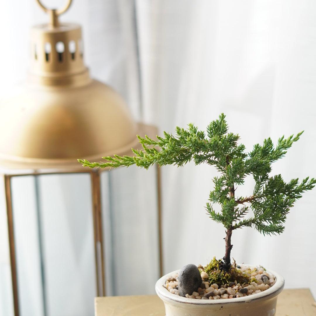 Small potted plant on a surface with a light fixture in the background