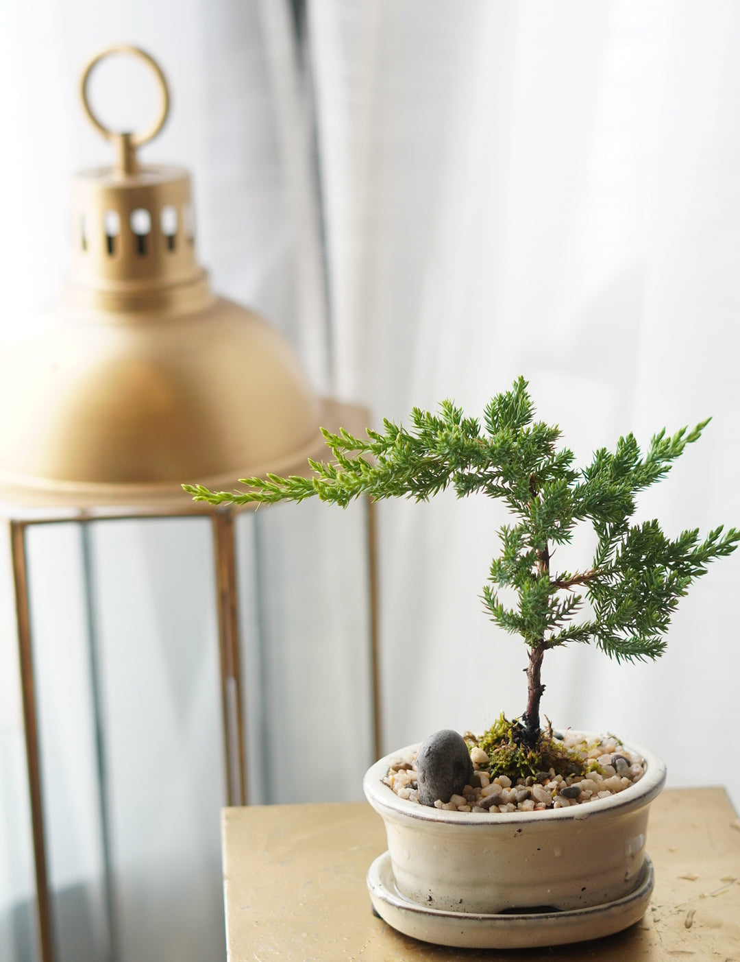 Mini_Bonsai2.jpg