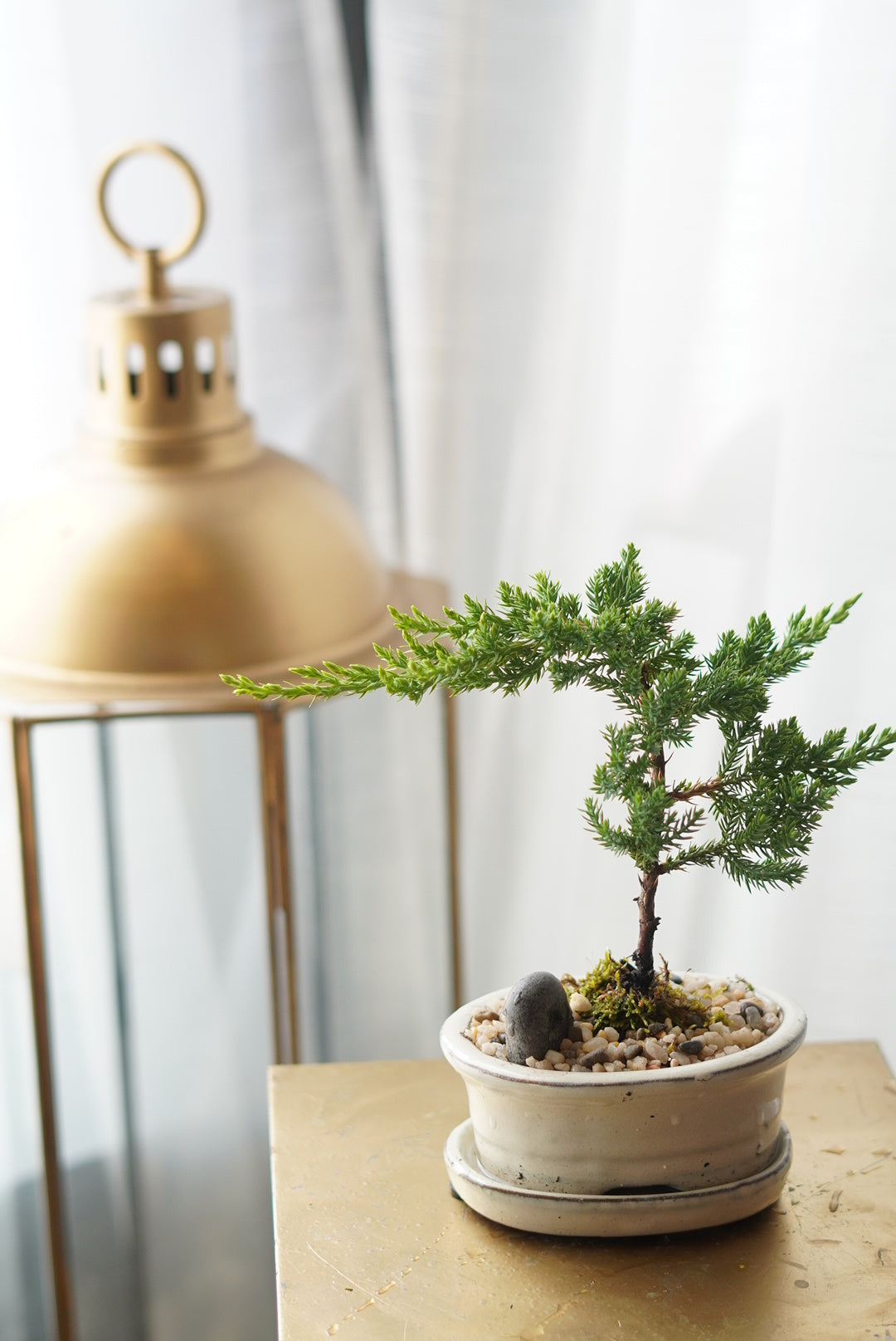 bonsai tree mississauga Mini Bonsai | Flower Delivery Toronto | Flower Shop Toronto