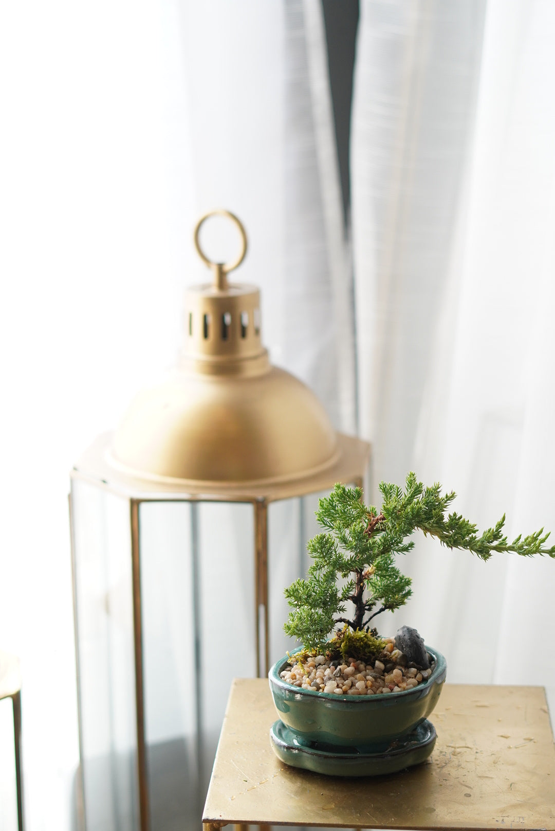 bonsai tree toronto delivery Mini Bonsai | Flower Delivery Toronto | Flower Shop Toronto