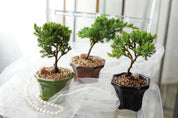 Mini bonsai plant for indoor decor