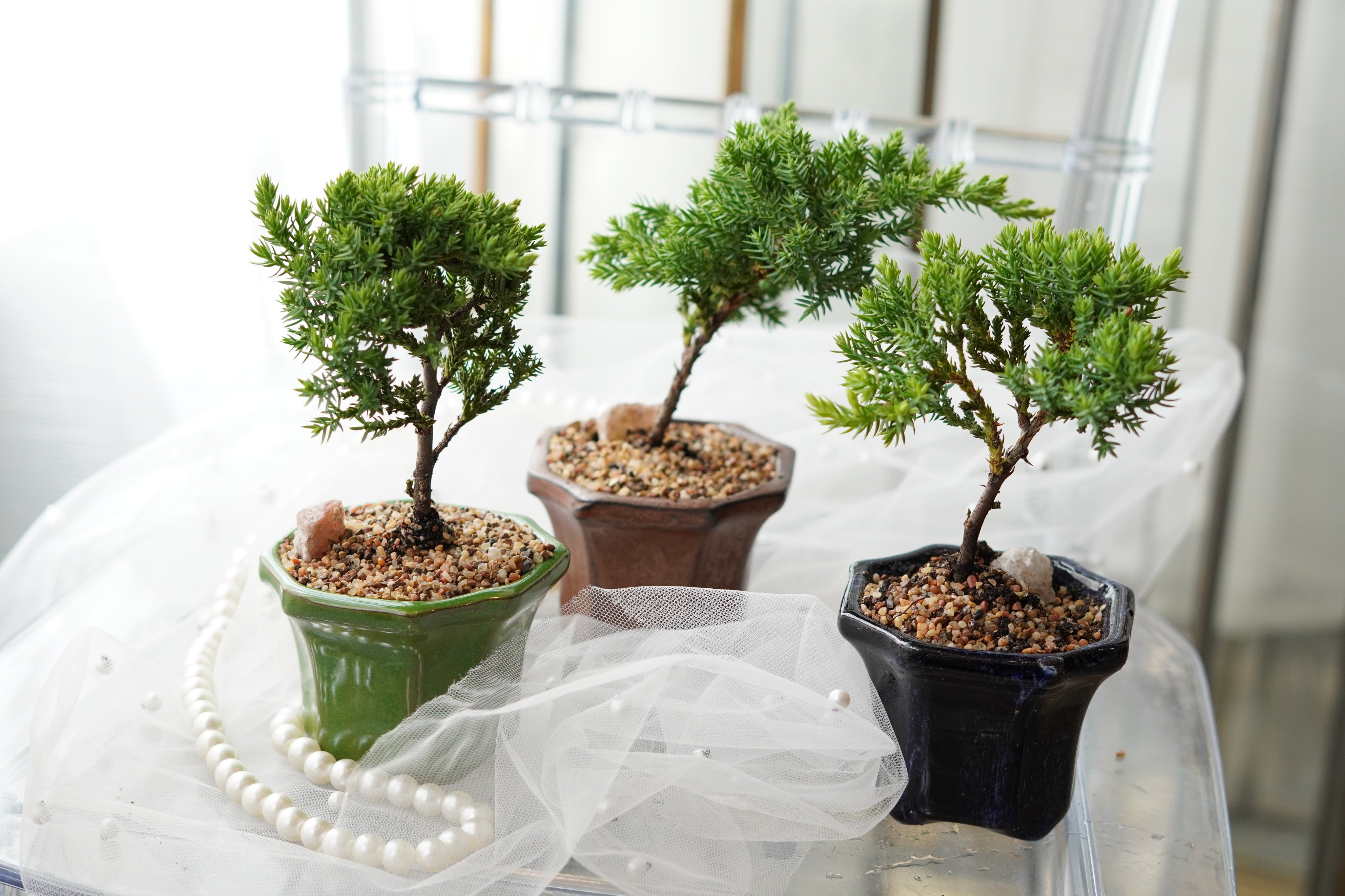 Mini bonsai plant for indoor decor