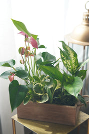 Mixed indoor plants in wooden planter with lush green foliage and pink anthurium flowers
