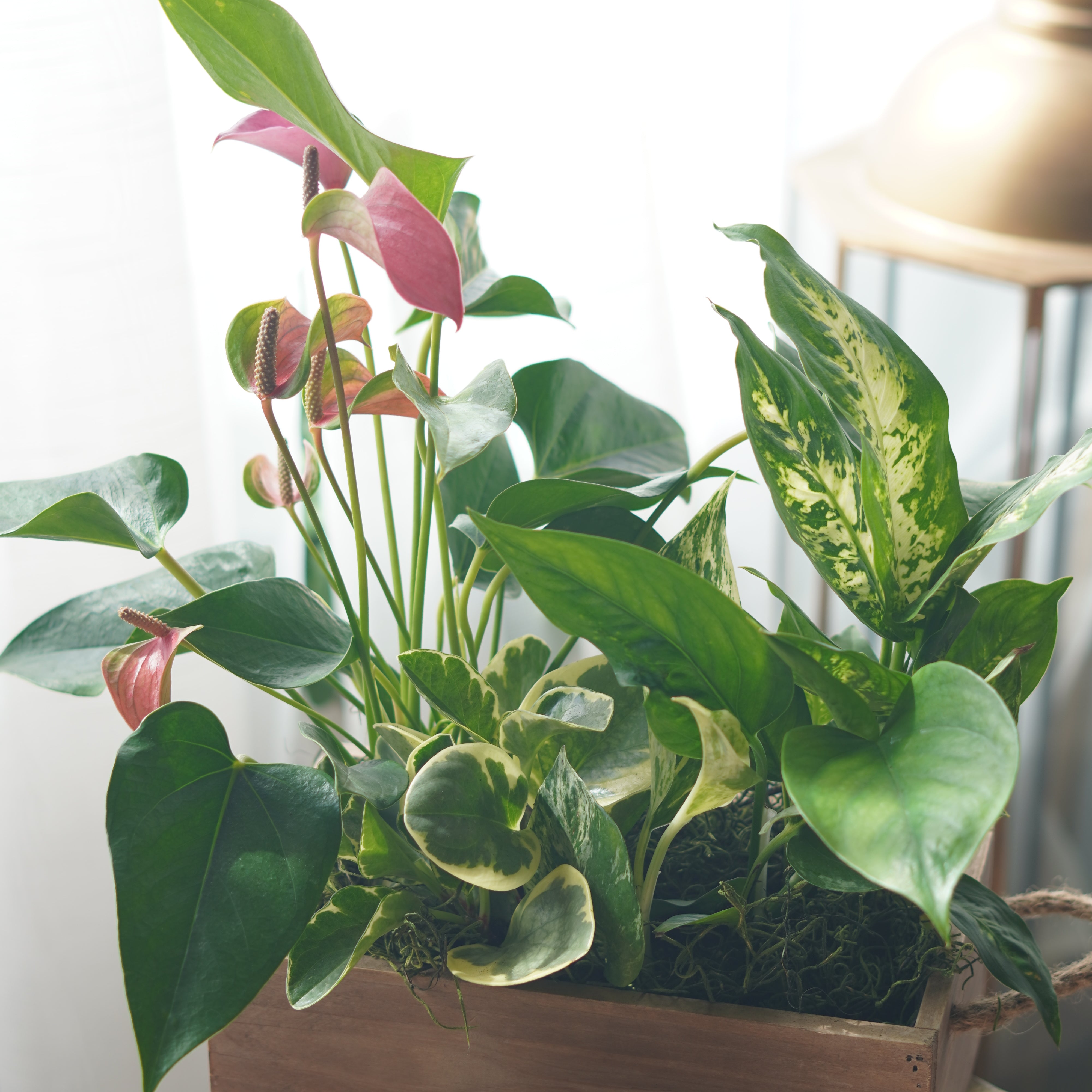 areca palm indoor toronto Areca palm Tree | Flower Delivery Toronto | Flower Shop Toronto