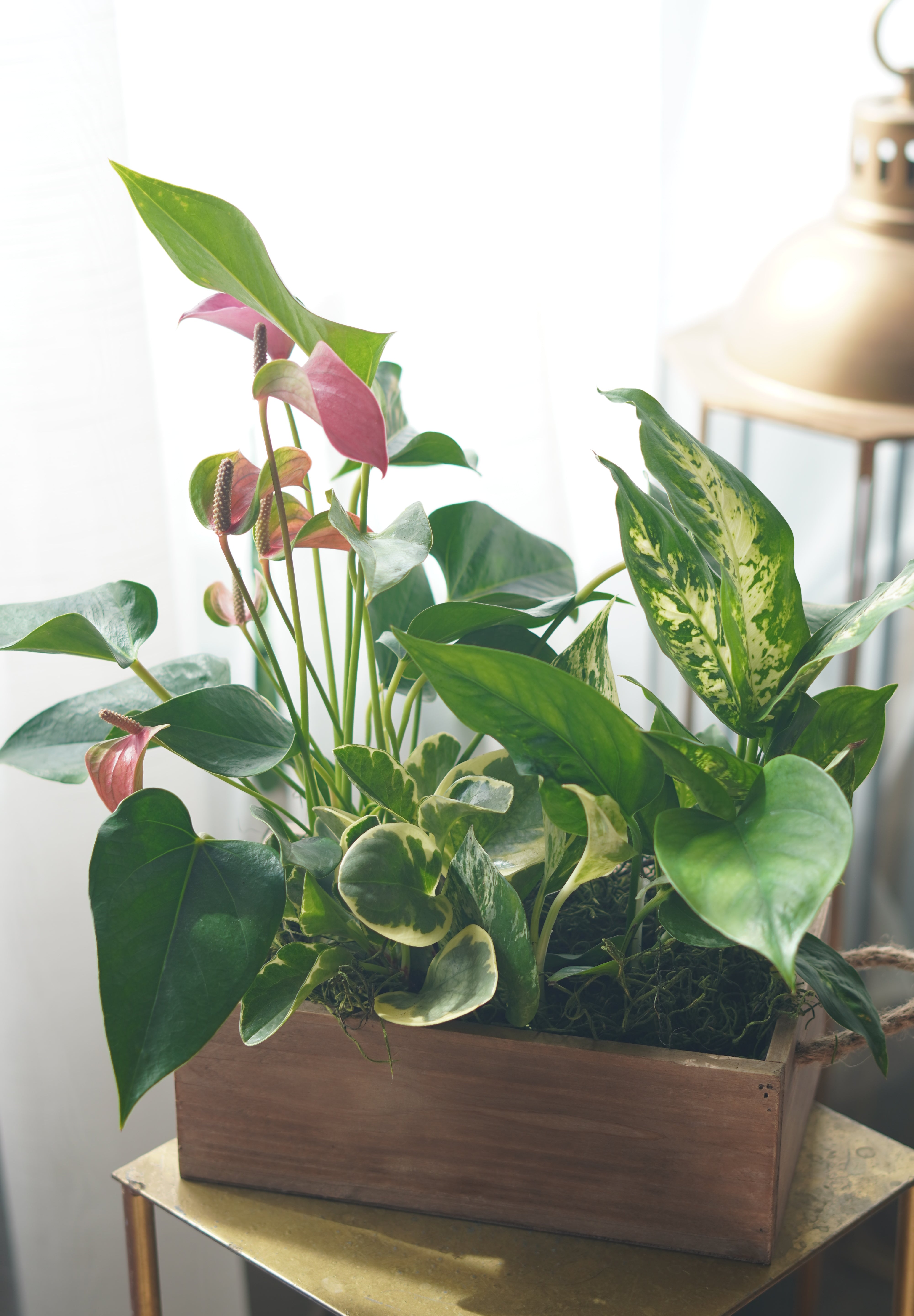 Mixed indoor plants in wooden planter with lush green foliage and pink anthurium flowers
