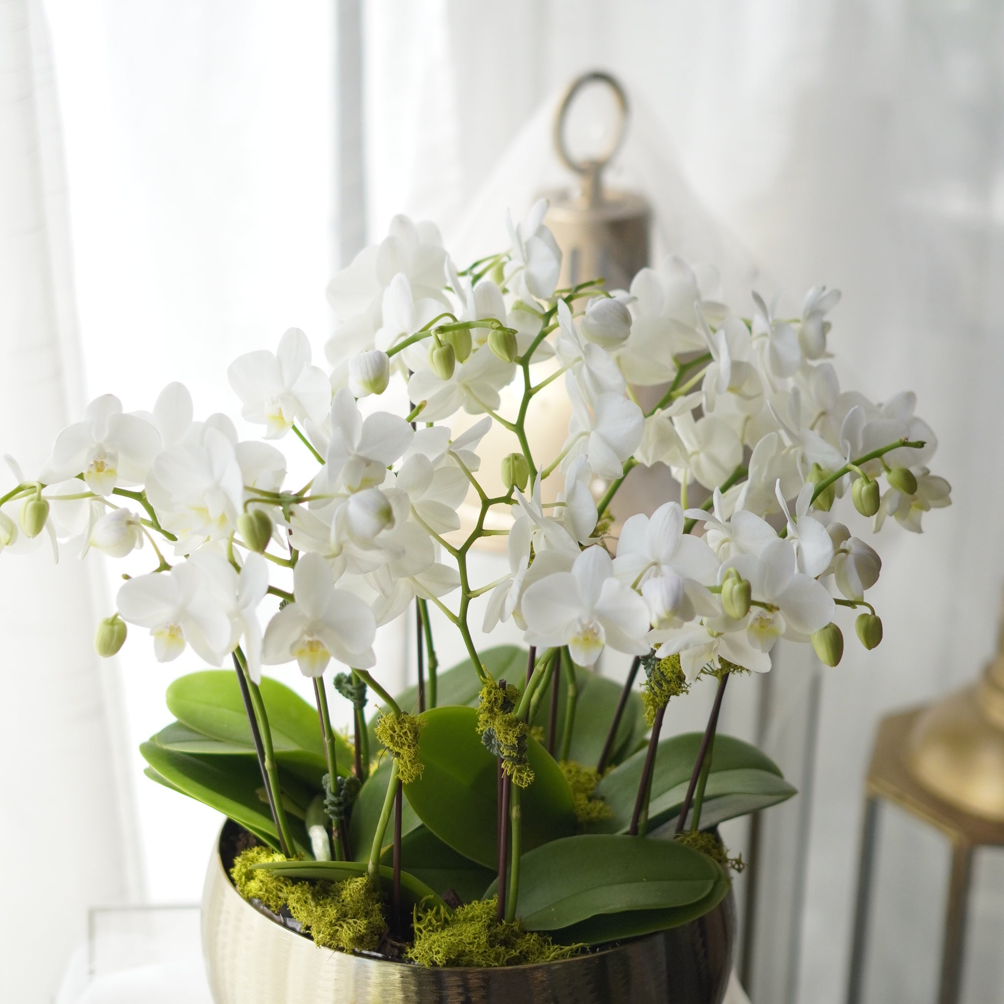 Modern White Orchid Arrangement in Brushed Gold bowl — Toronto orchid delivery