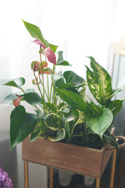 Modern indoor plant arrangement with mixed foliage in rectangular wooden box