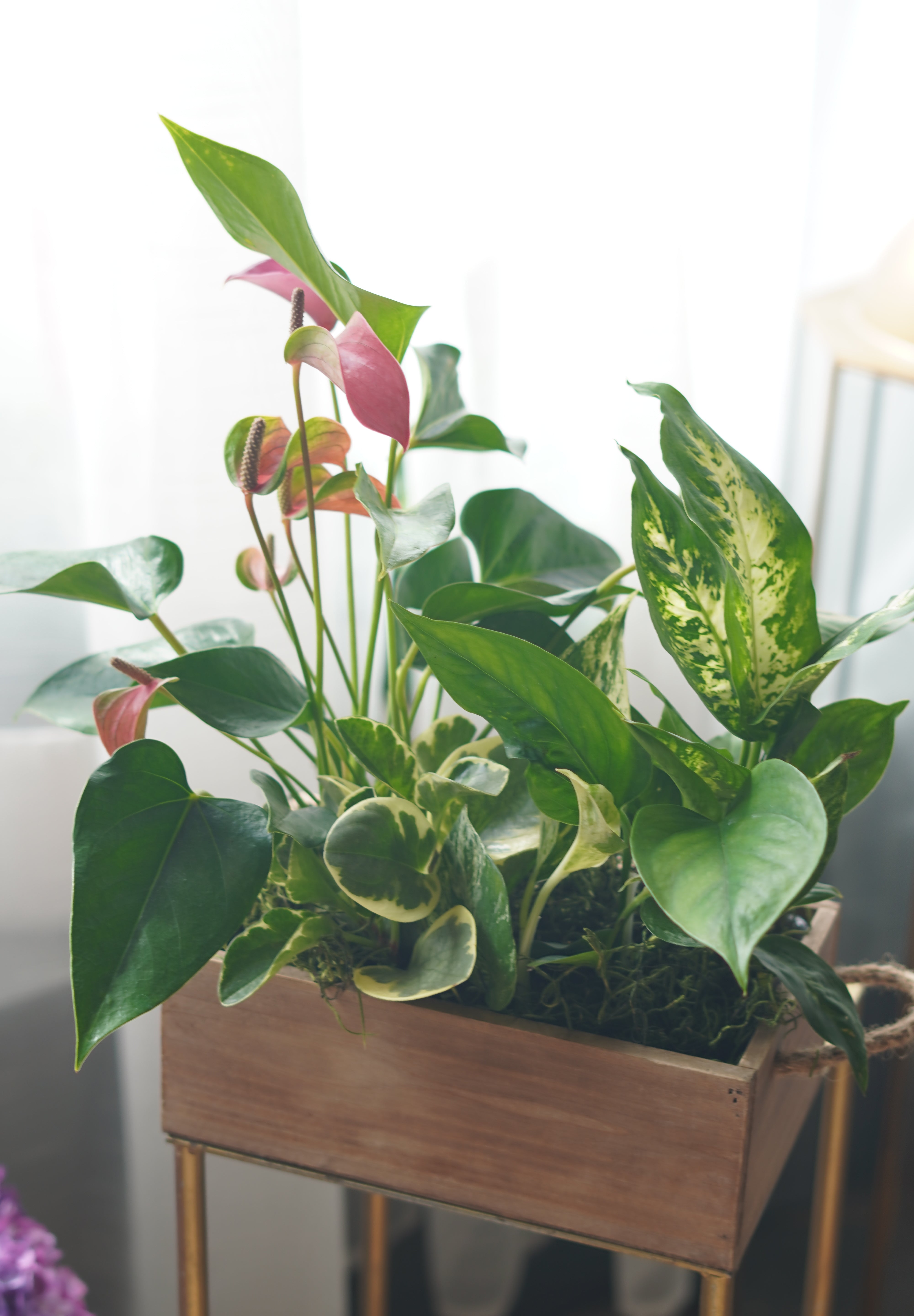 Modern indoor plant arrangement with mixed foliage in rectangular wooden box