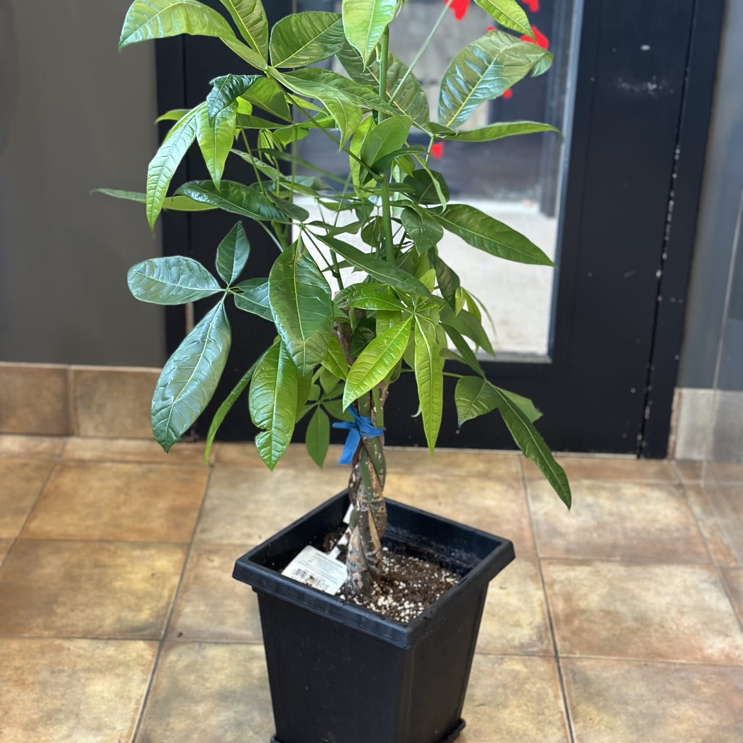MoneyTreePot_1.jpg