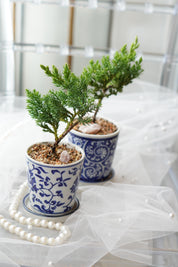 Petite bonsai tree in decorative ceramic pot