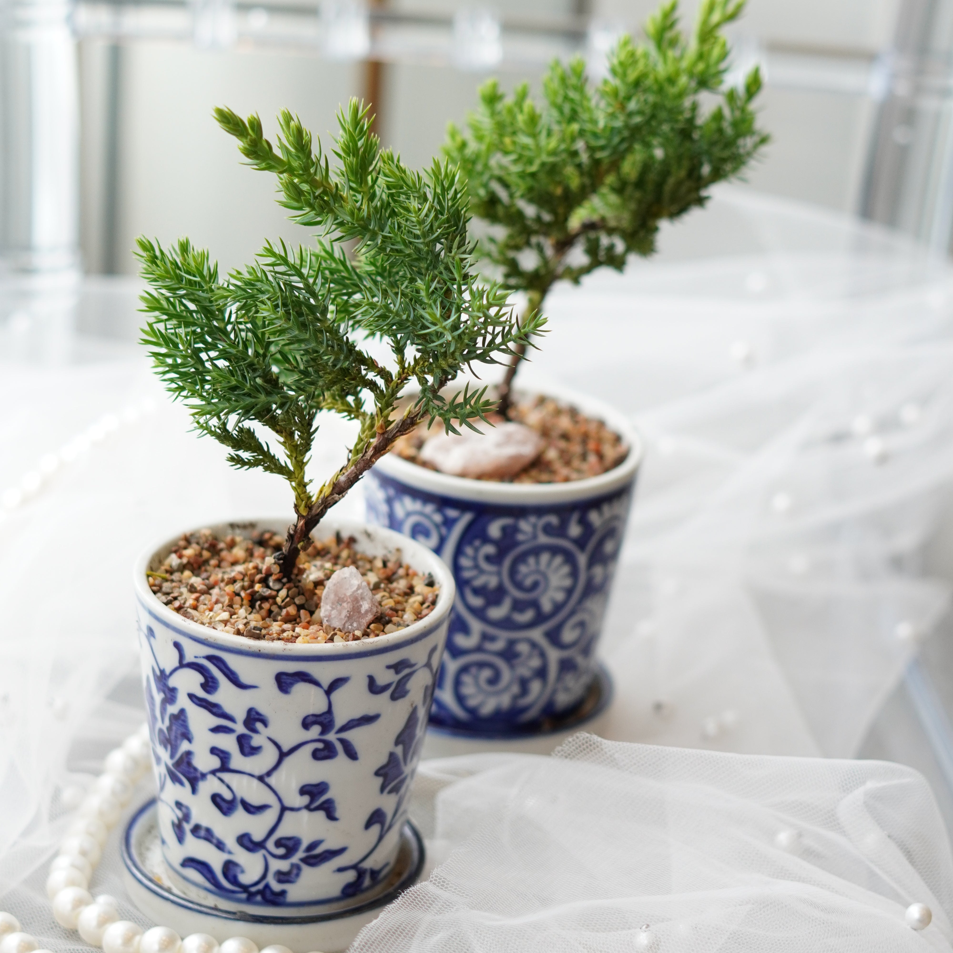 Petite bonsai tree in decorative ceramic pot