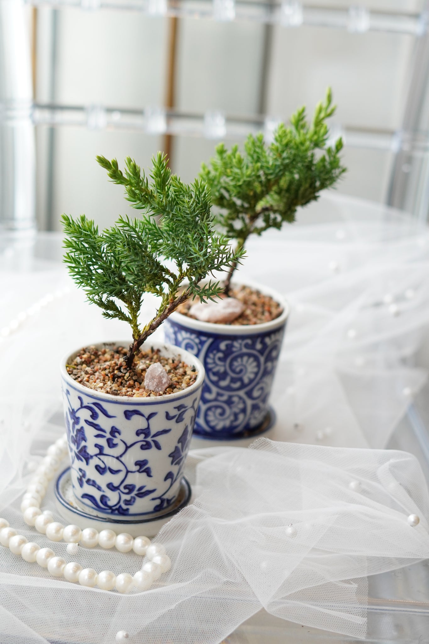 bonsai tree toronto delivery MOTHER'S DAY - Petite Bonsai | Flower Delivery Toronto | Flower Shop Toronto