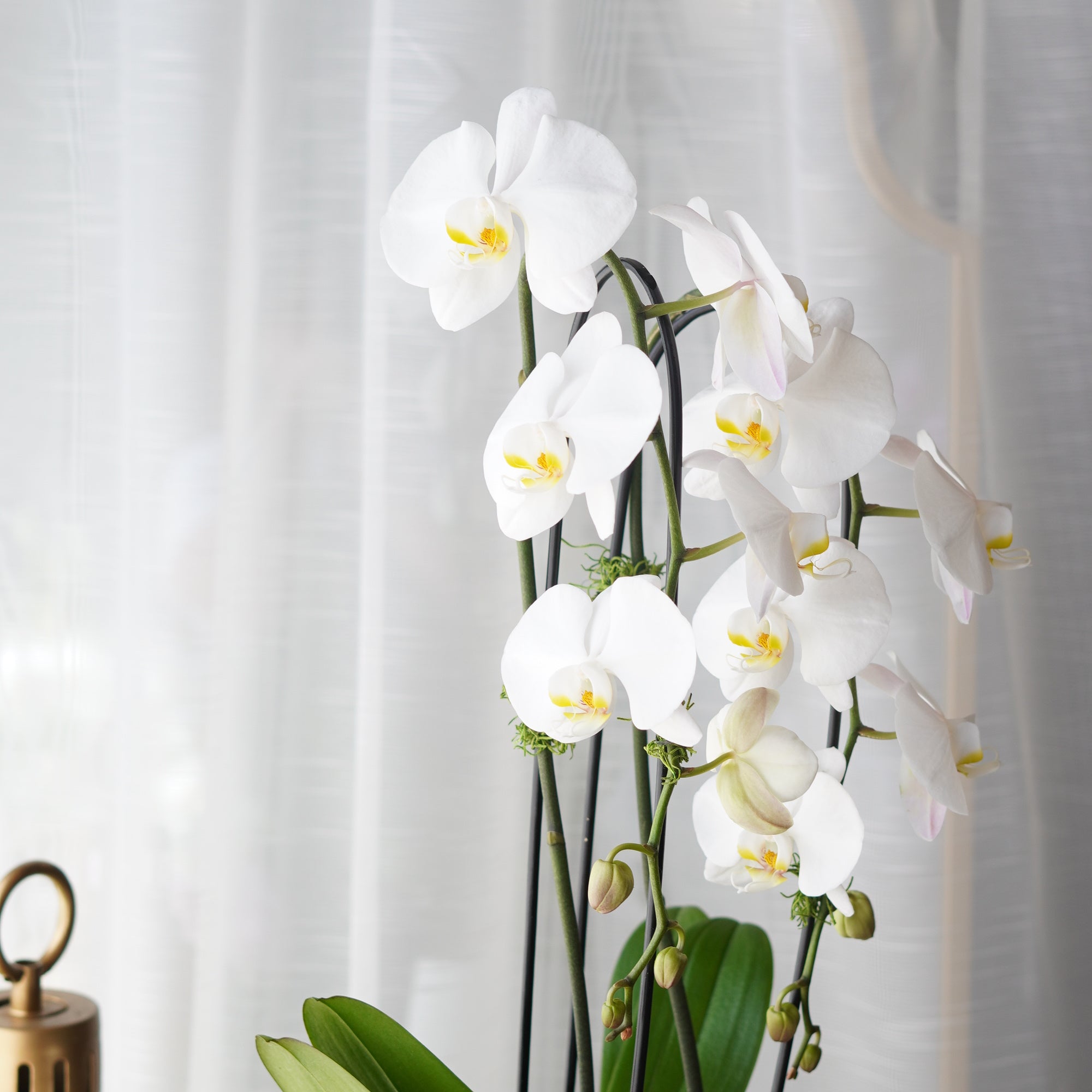 Single_Orchids1.jpg