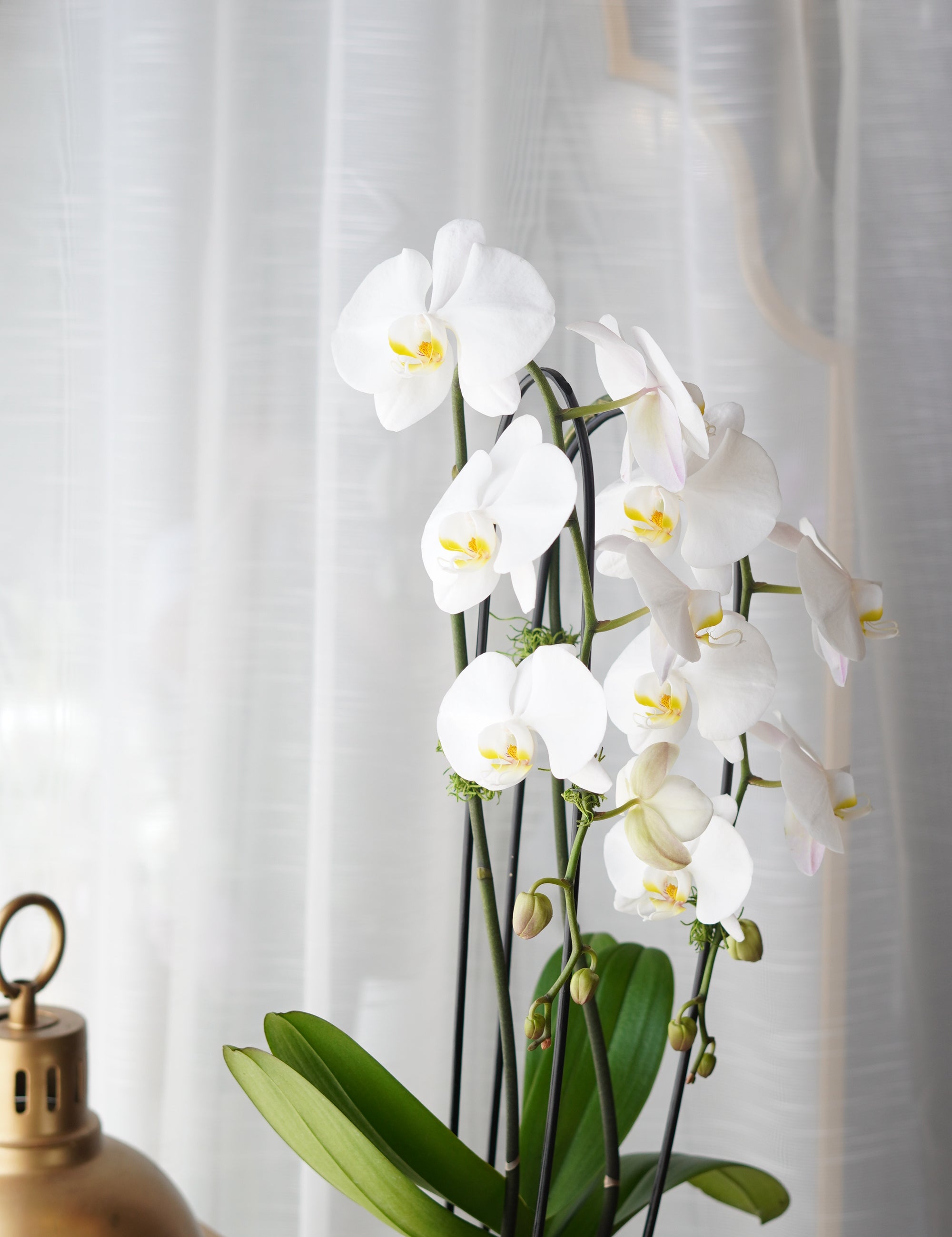Single_Orchids1.jpg