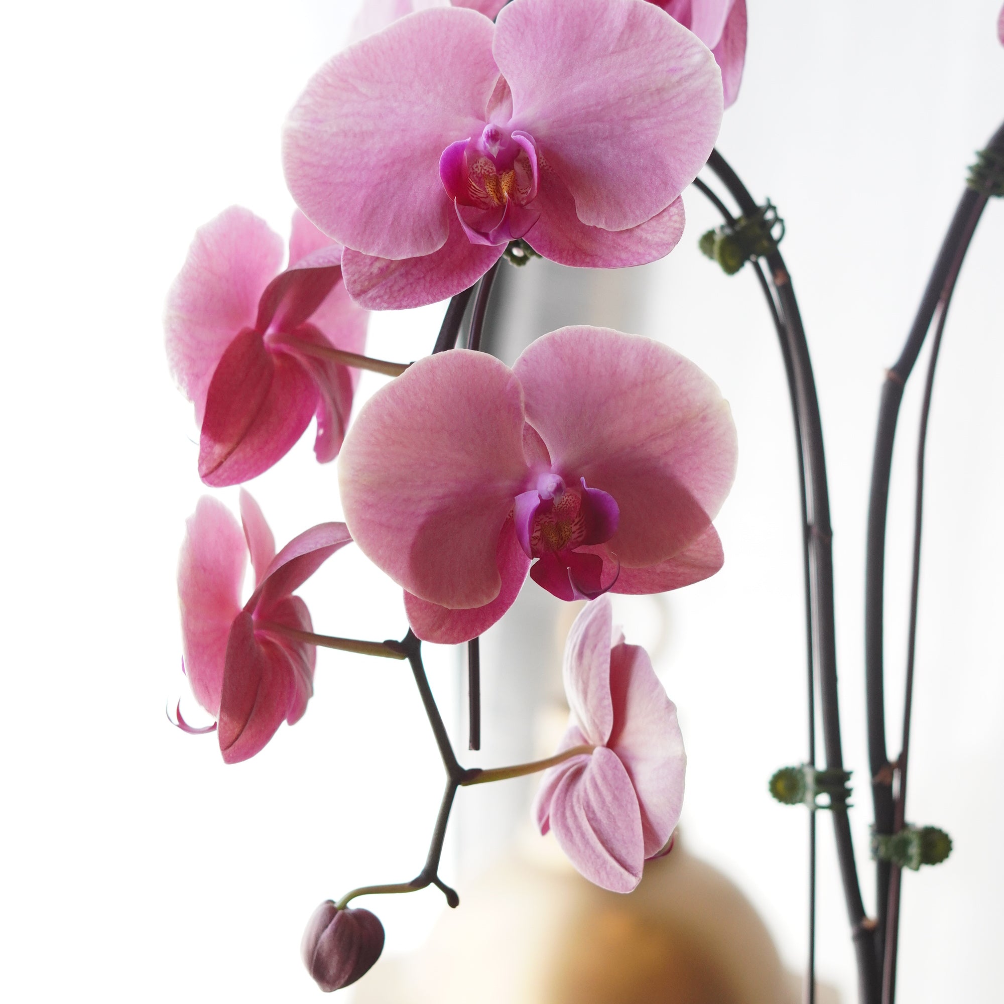 Single_Orchids3.jpg