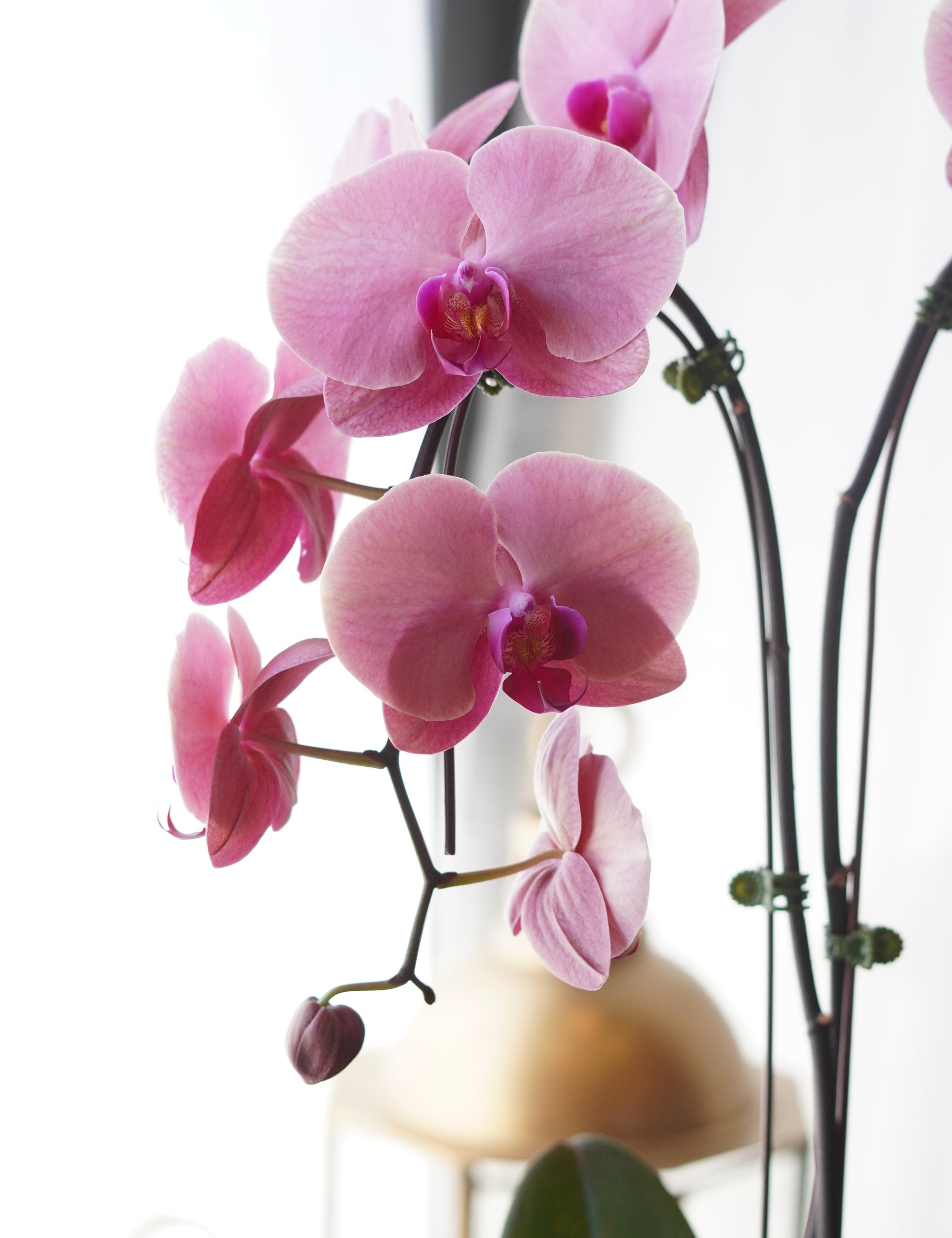 Single_Orchids3.jpg