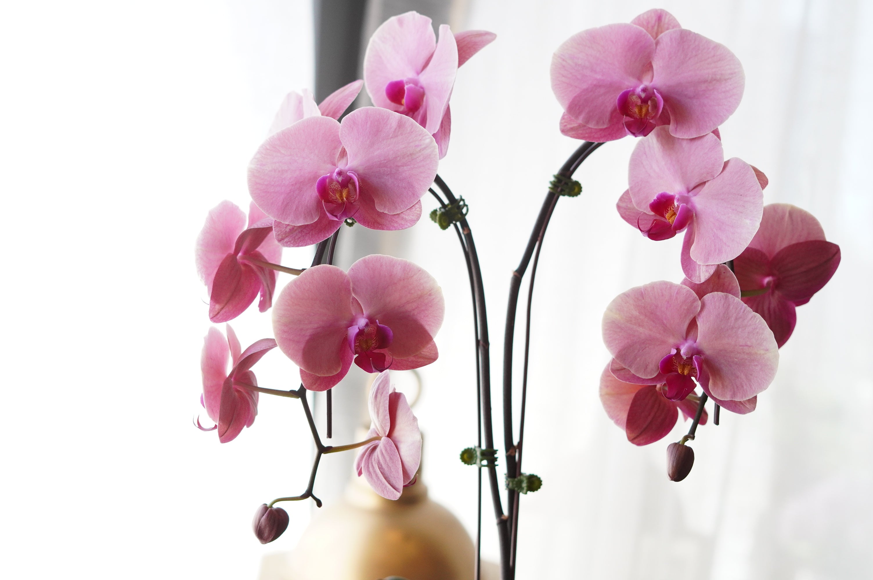 Single_Orchids_5.jpg
