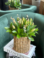 Springtime tulip basket arrangement, ideal for Mother's Day gift 
