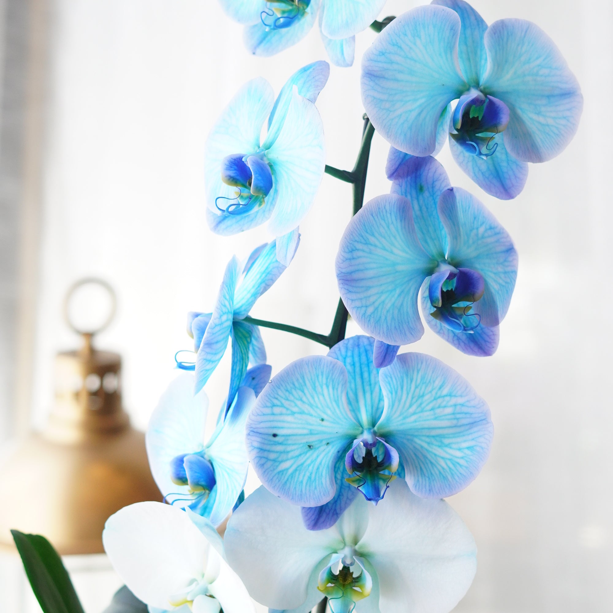 Stunning exotic blue orchid with elegant cascading blooms, sophisticated way to express gratitude and love to mom this Mother's Day.